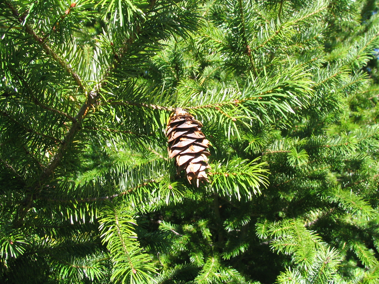 Pseudotsuga menziesii at Craigieburn 2