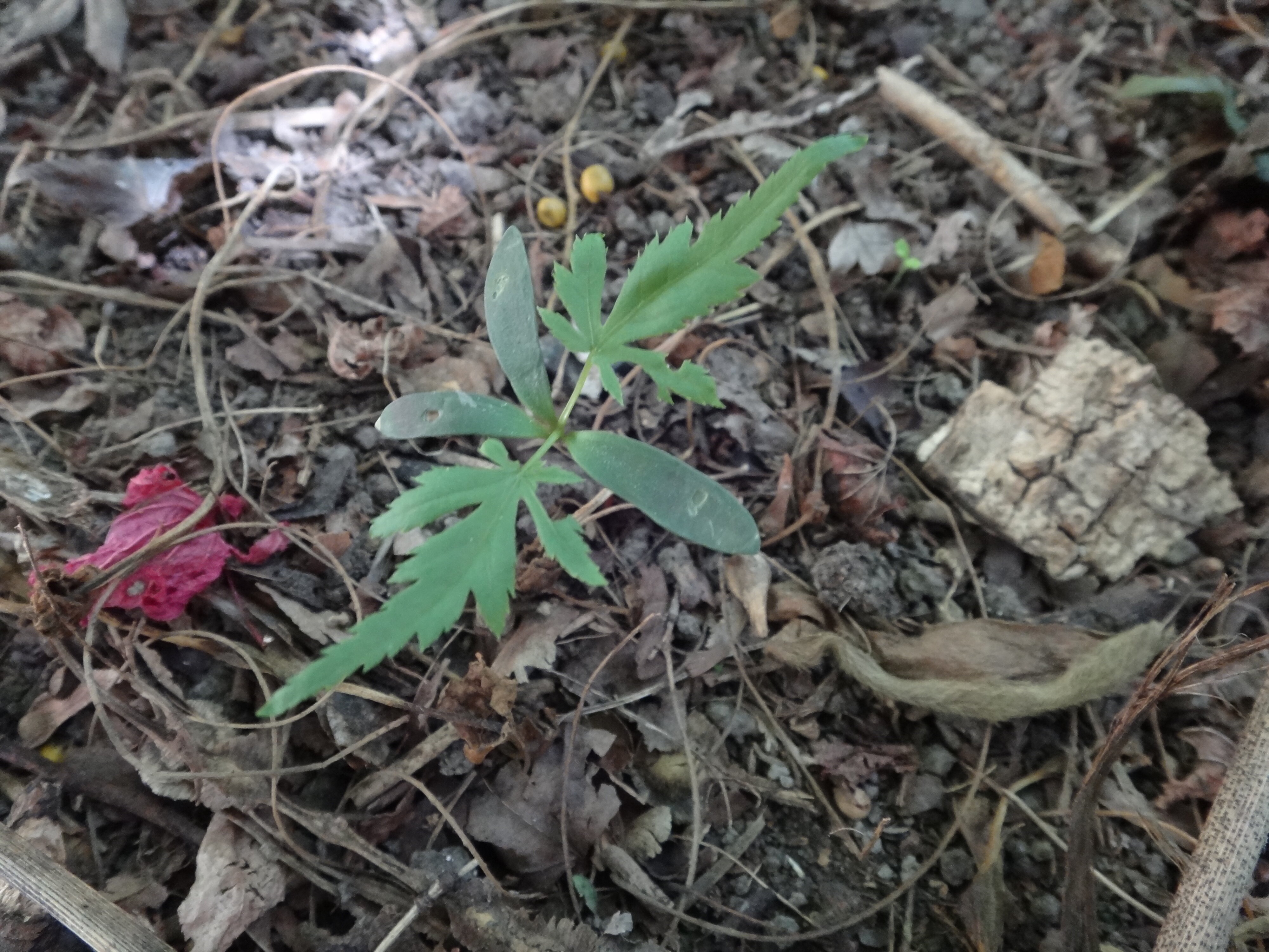 Acer palmatum seedling