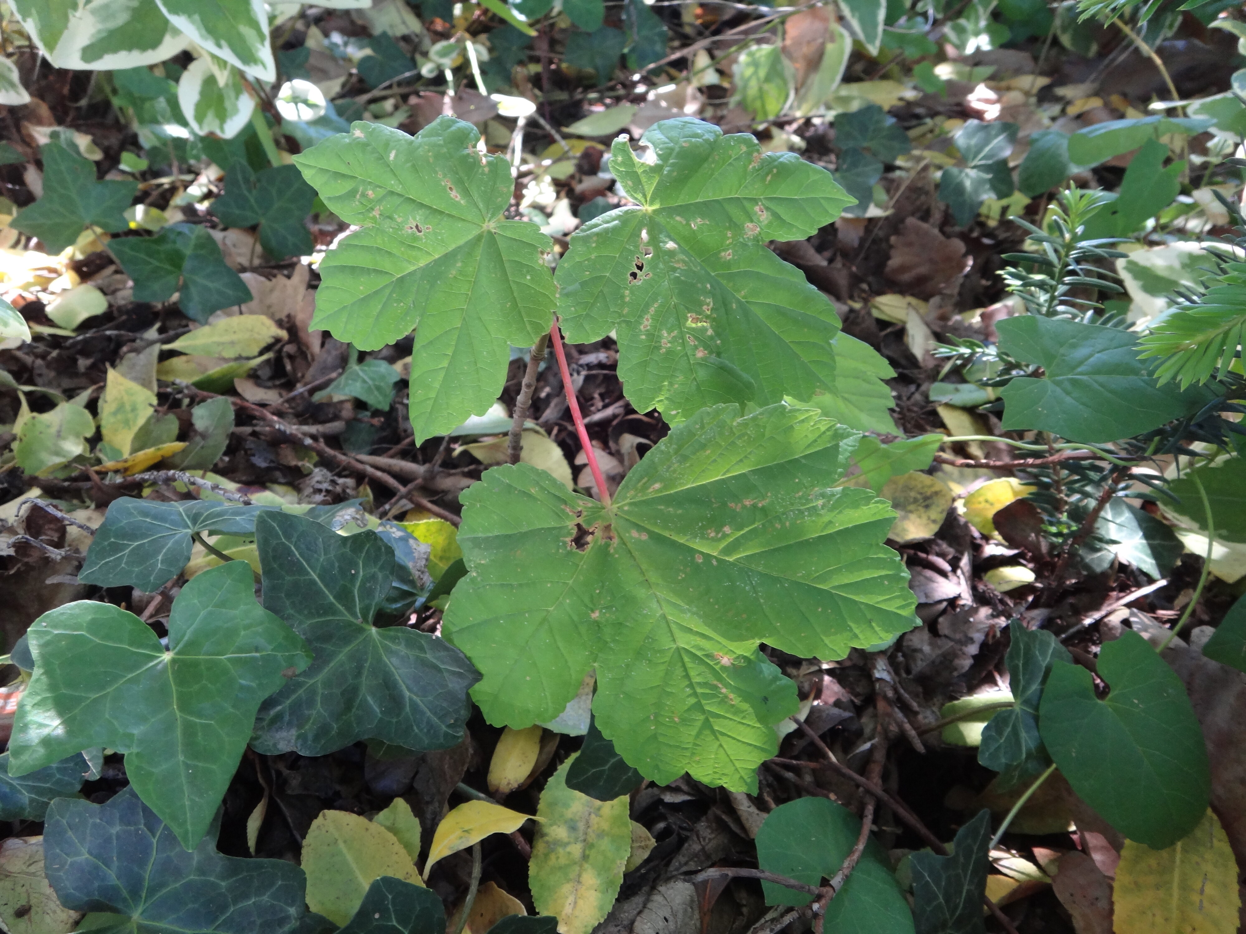 Acer pseudoplatanus seedling 1 