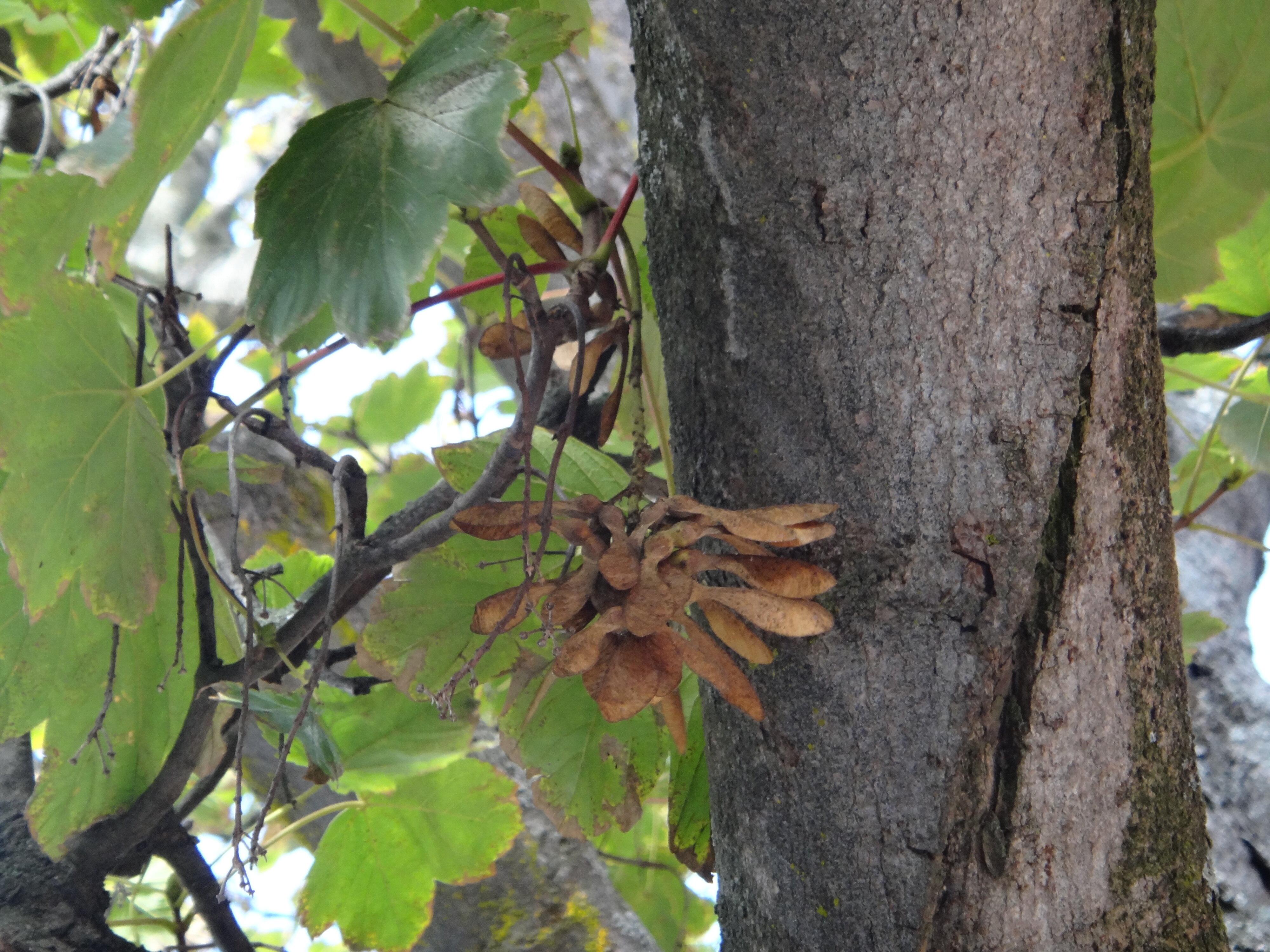 Acer pseudoplatanus