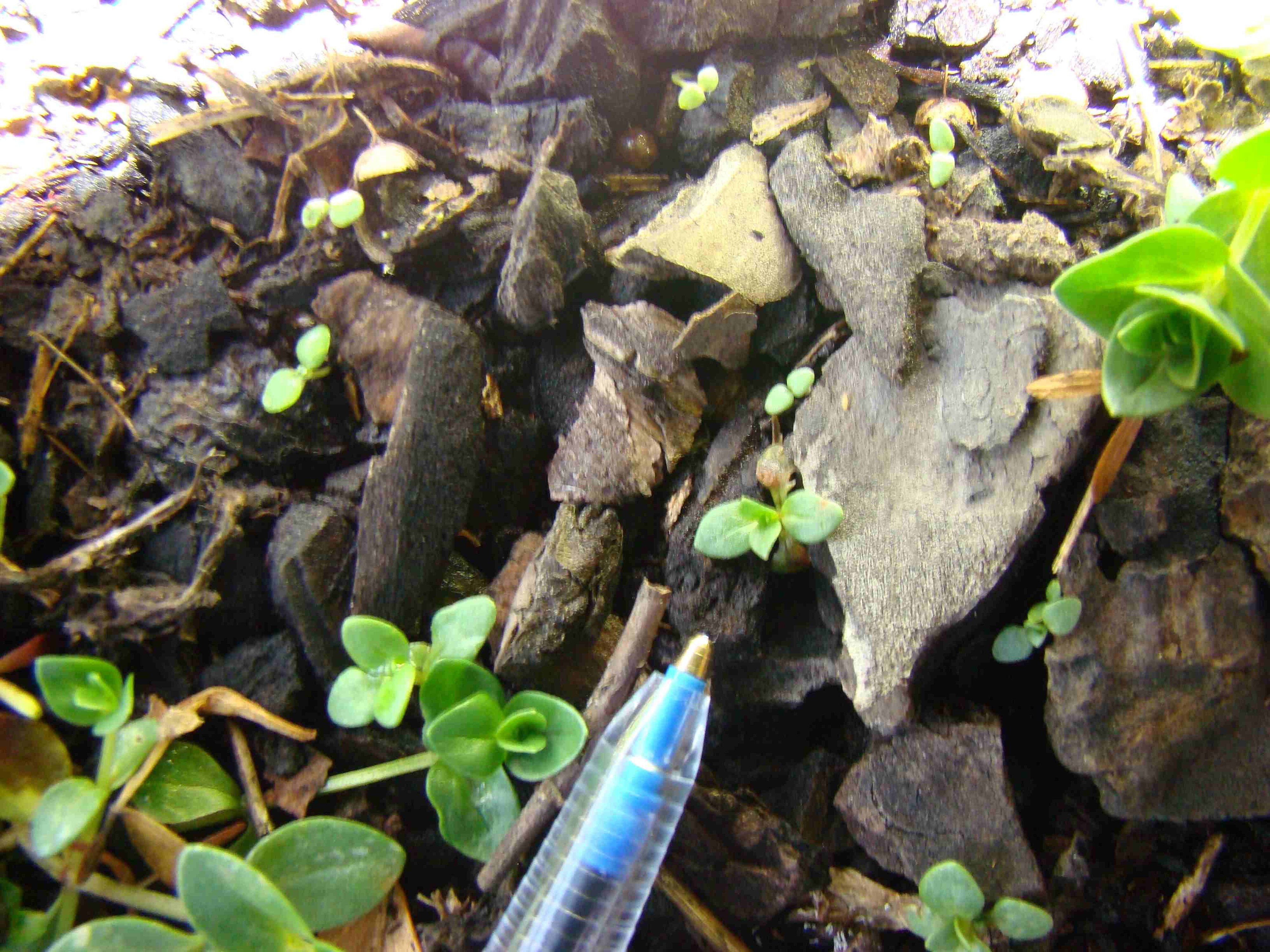 Anagallis arvensis 2