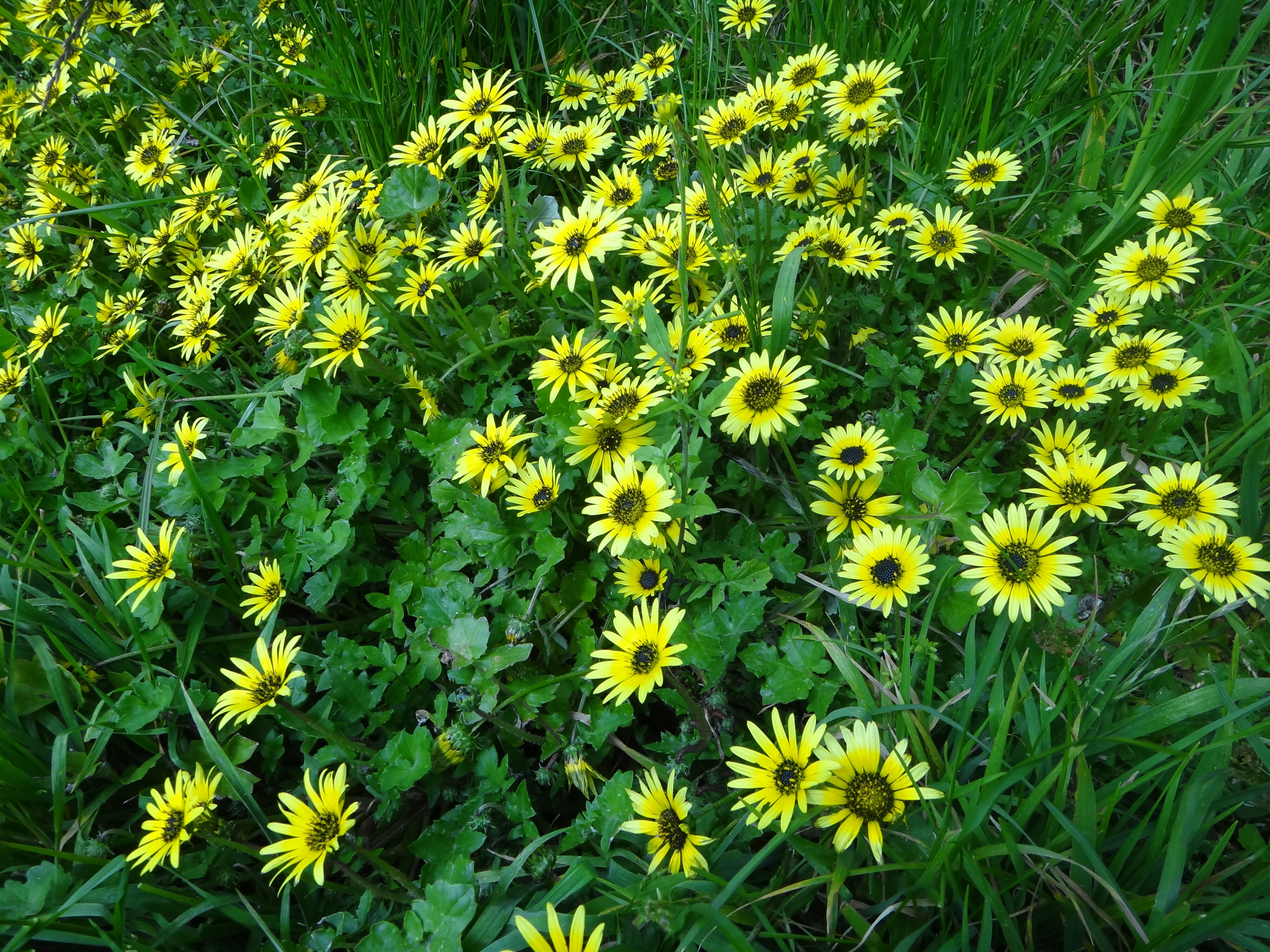 Arctotheca calendulae 1