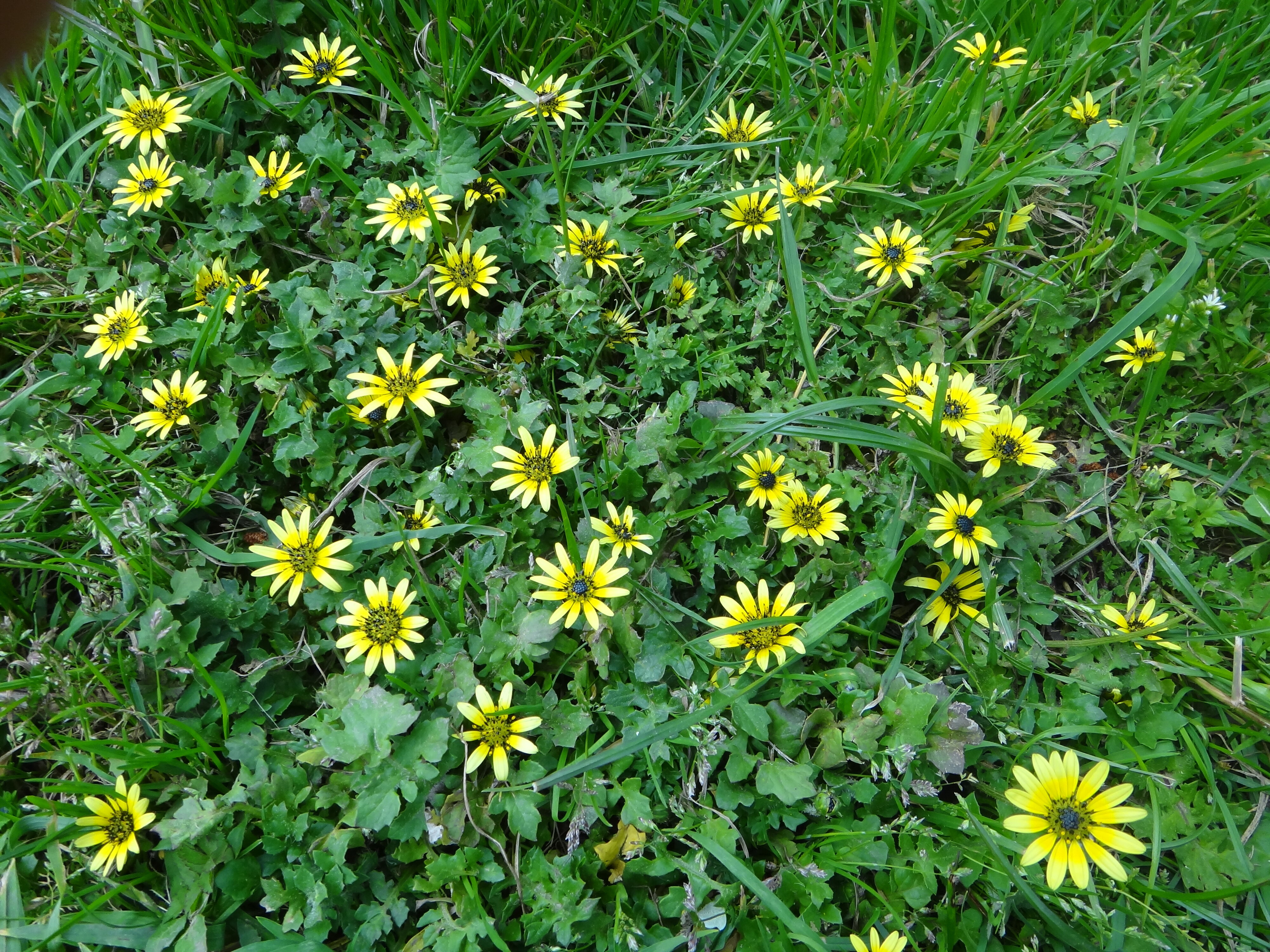 Arctotheca calendulae 3