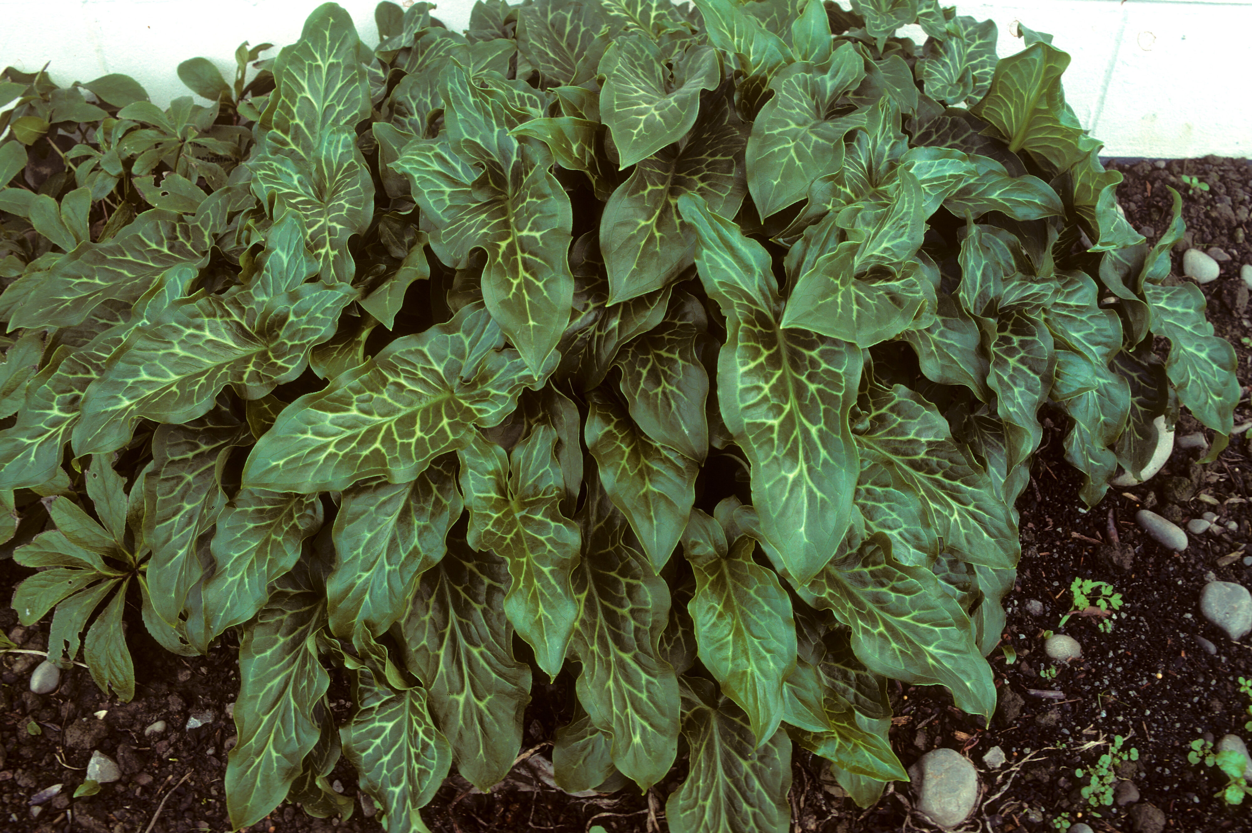 Arum italicum 1