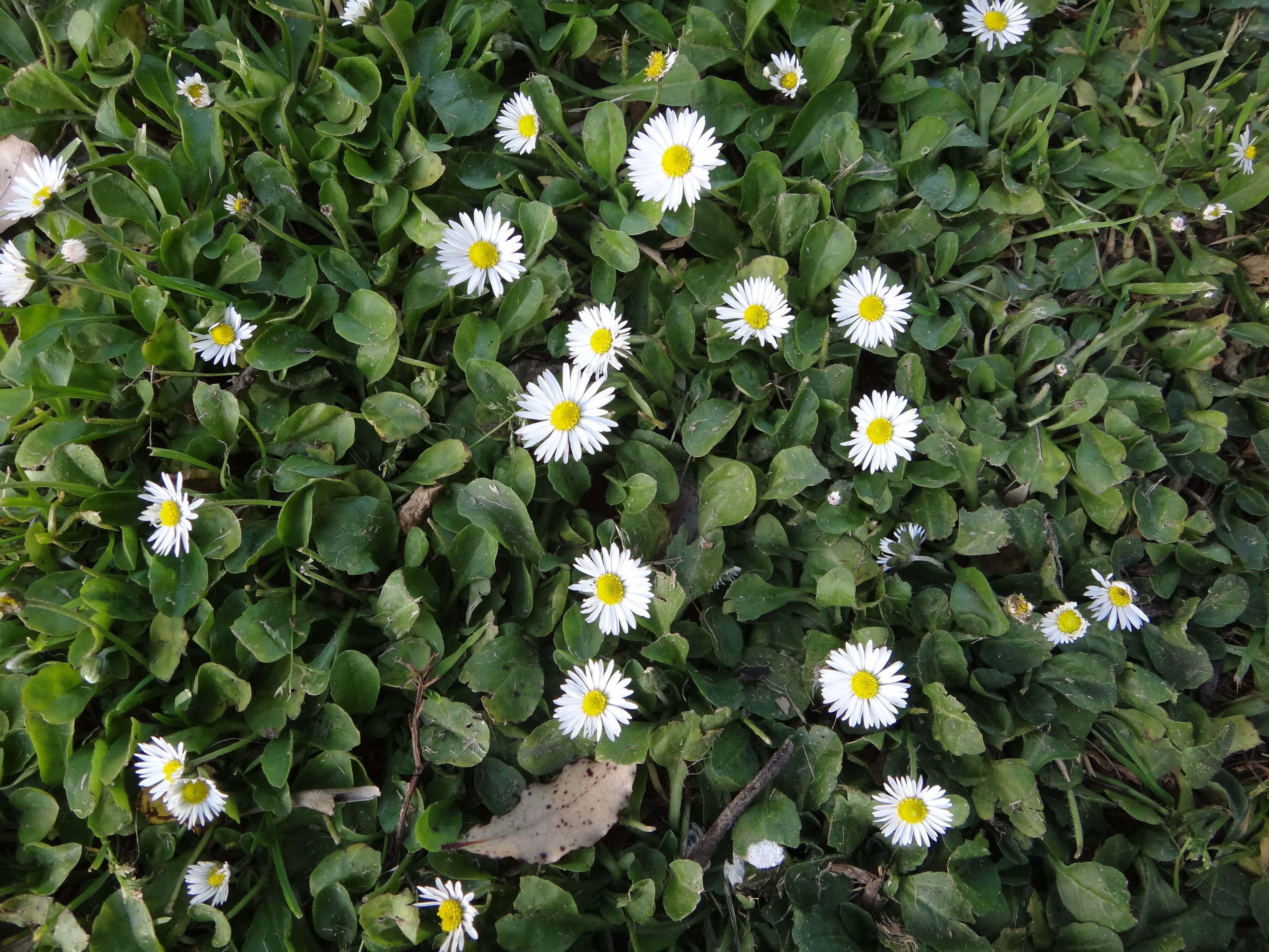 Bellis perennis 1