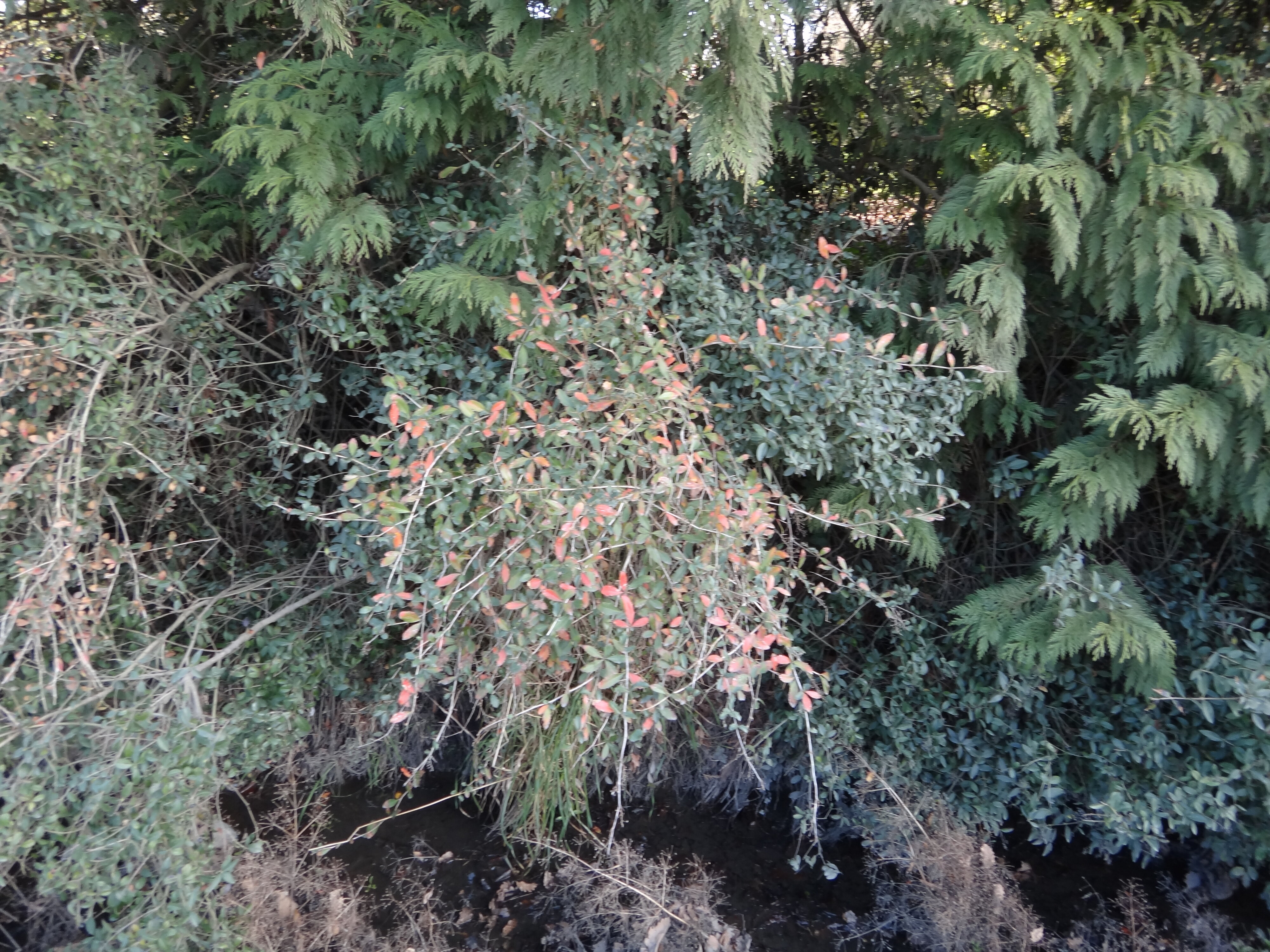 Berberis glaucocarpa 1