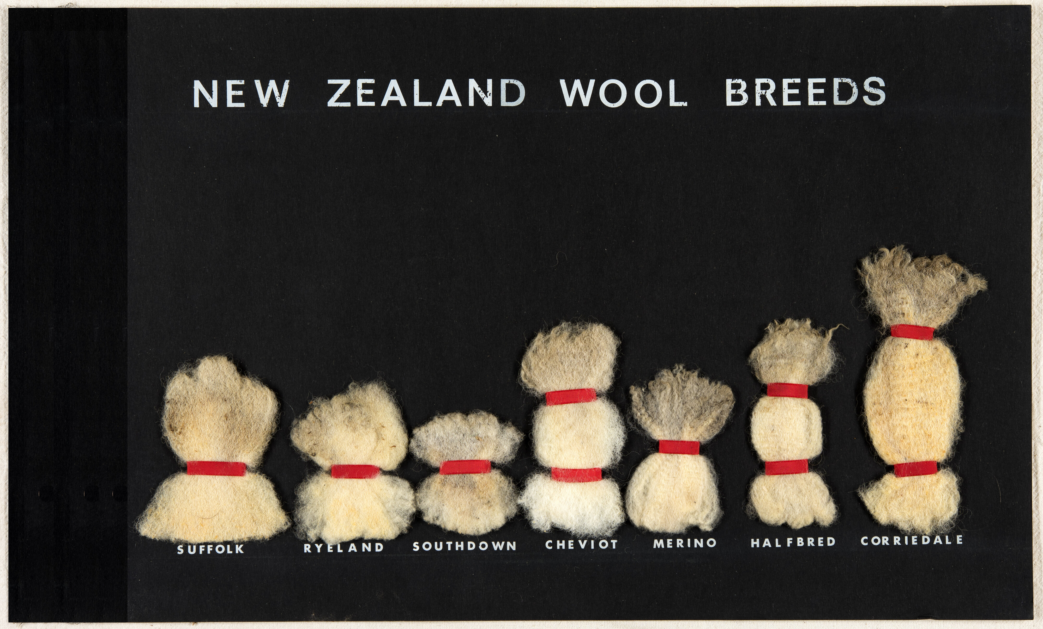 New Zealand Wool Breeds