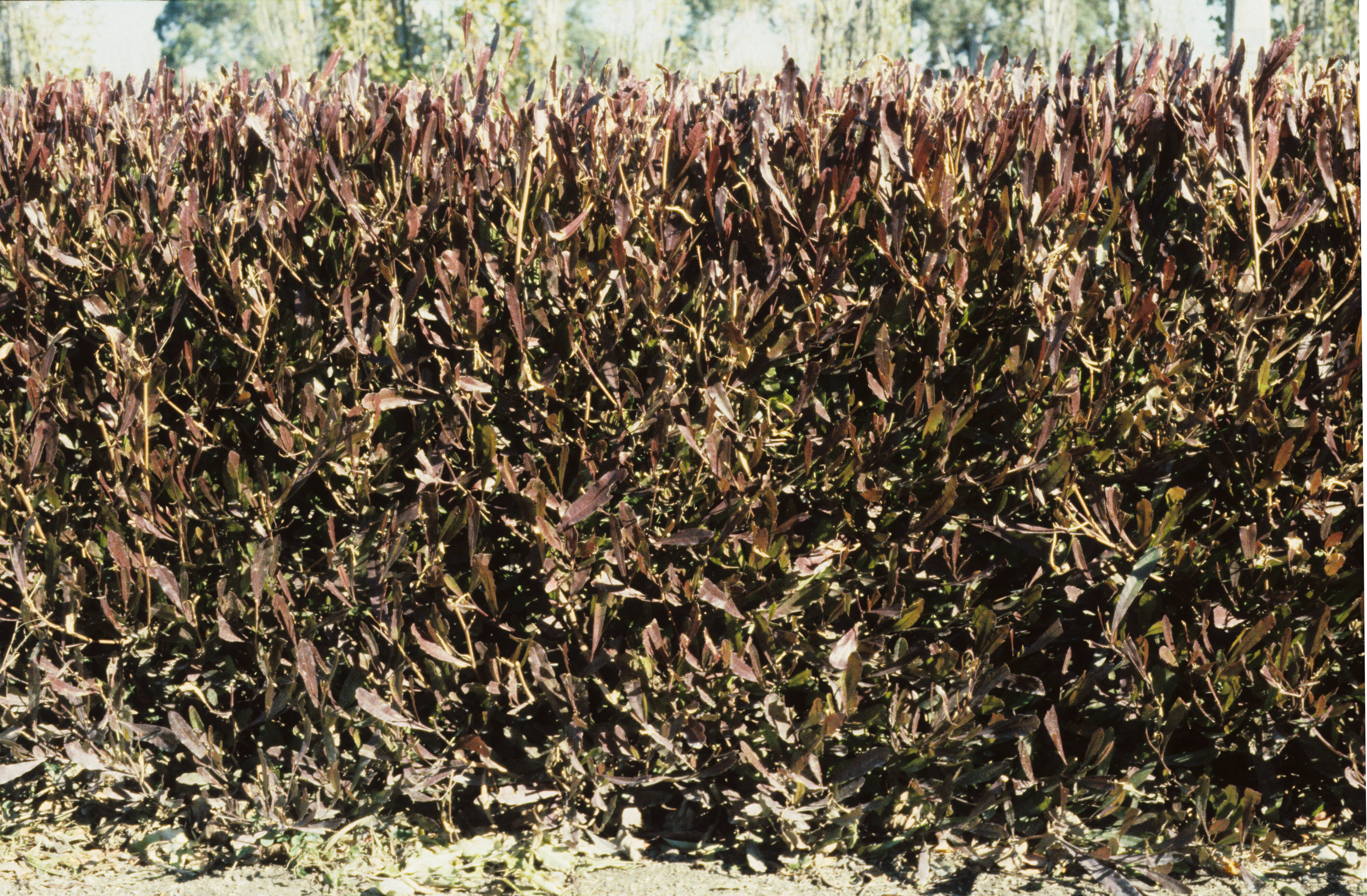 Dodonaea viscosa Purpurea