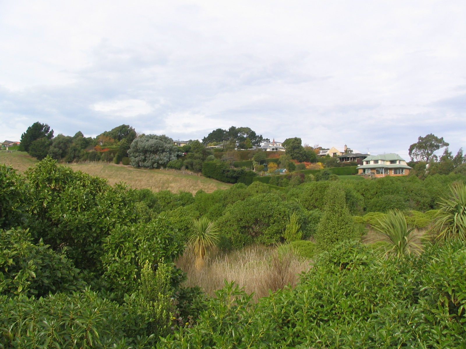 Hesperocyparis macrocarpa syn. Cupressus 2