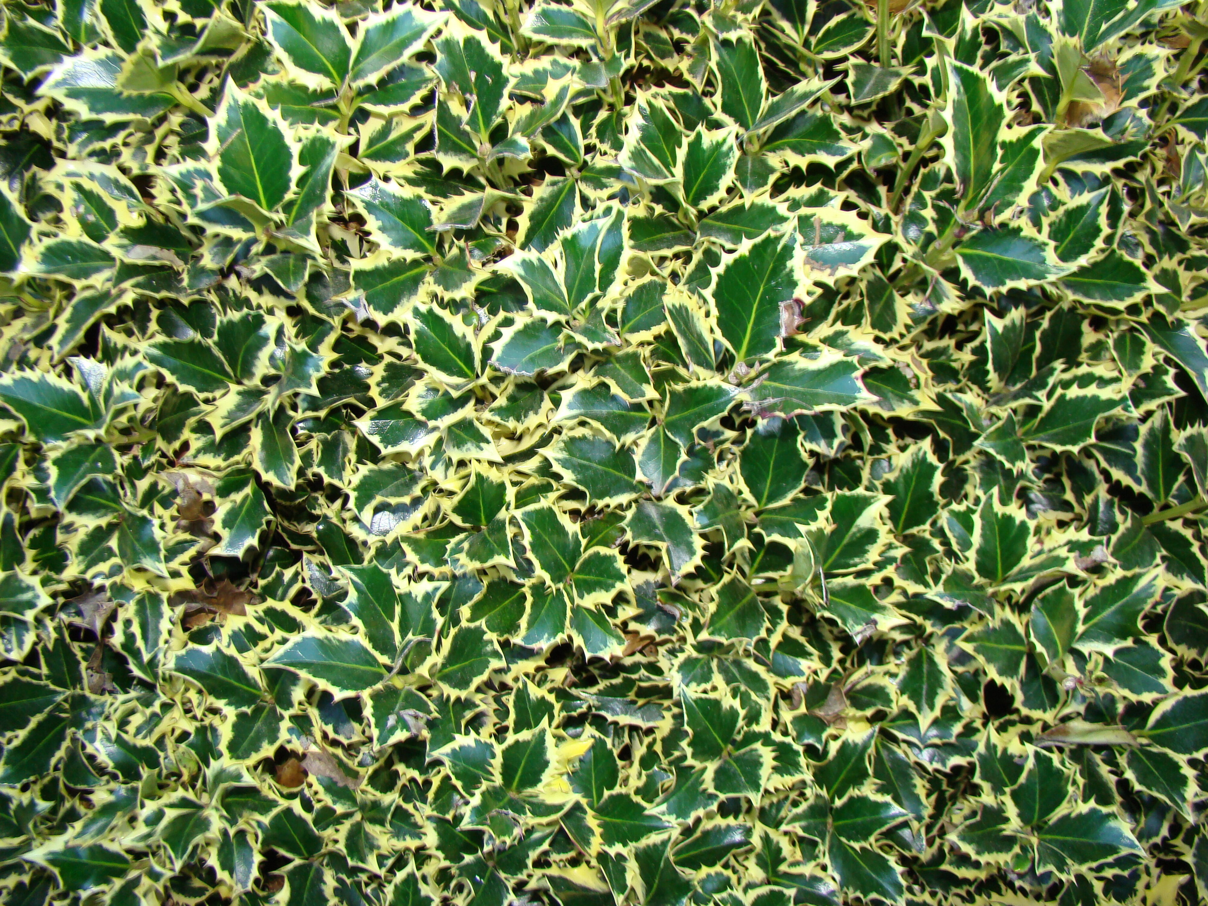 Ilex aquifolium Aurea Marginata hedge