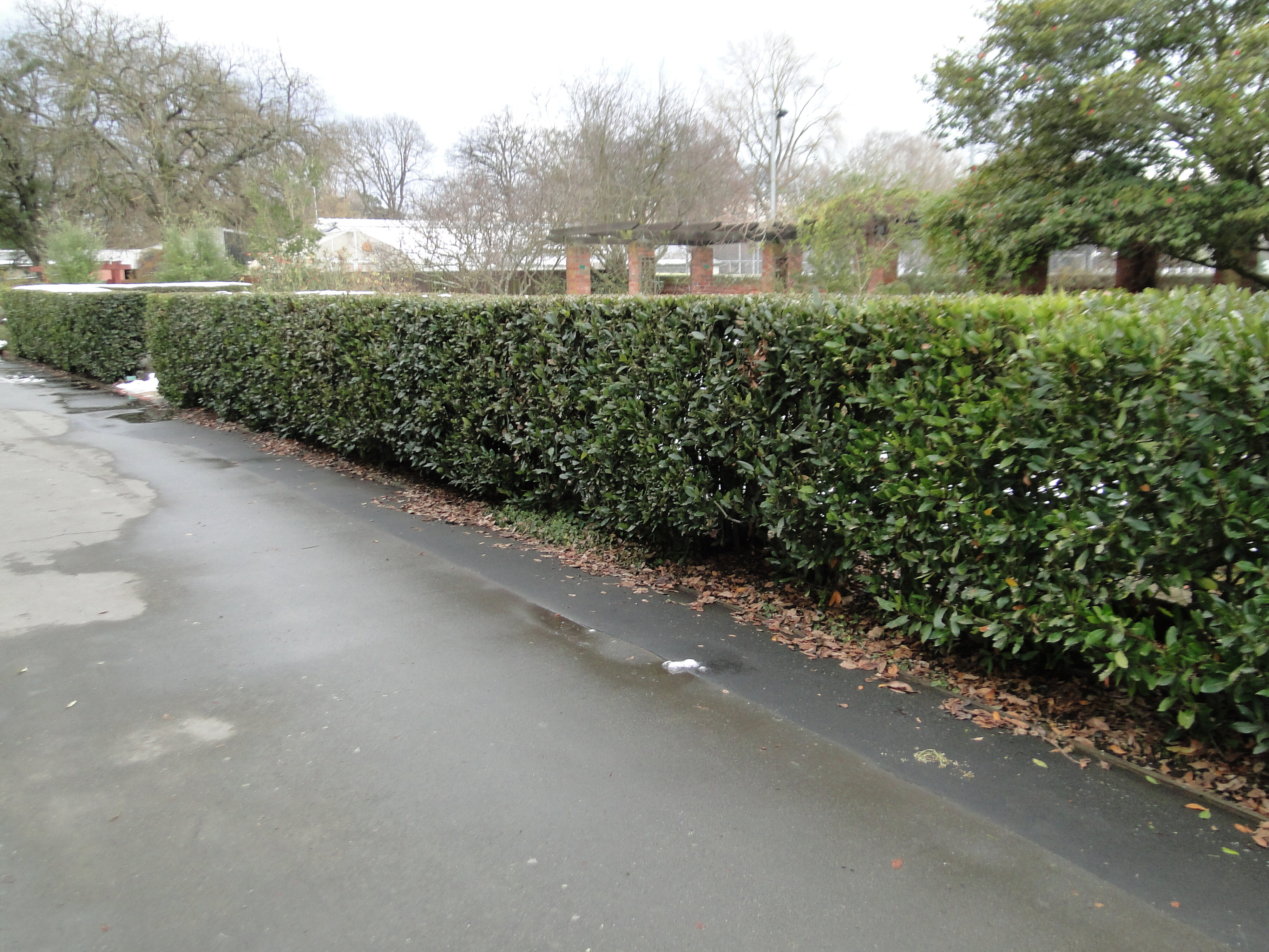 Laurus nobilis hedge at the Christchurch Botanic Gardens 1