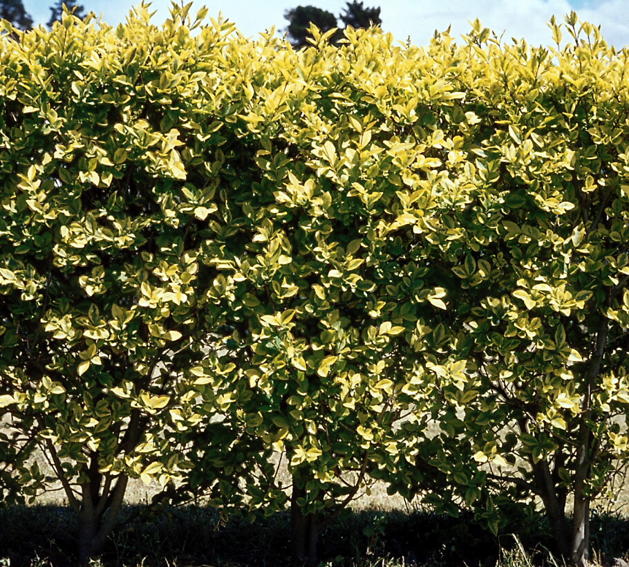 Ligustrum japonicum Aureum