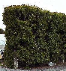 Ligustrum lucidum