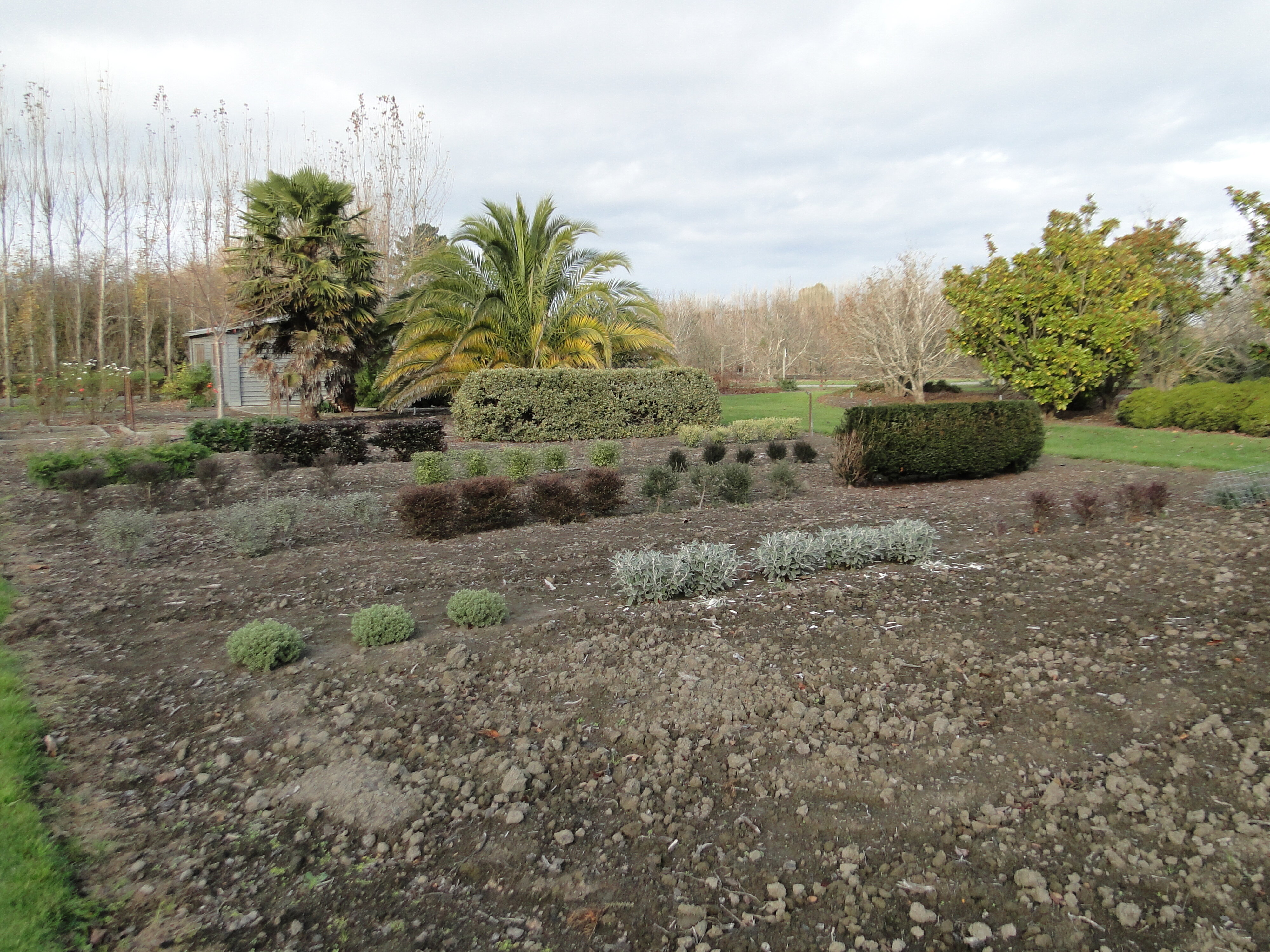 Lincoln University Amenity Area hedges