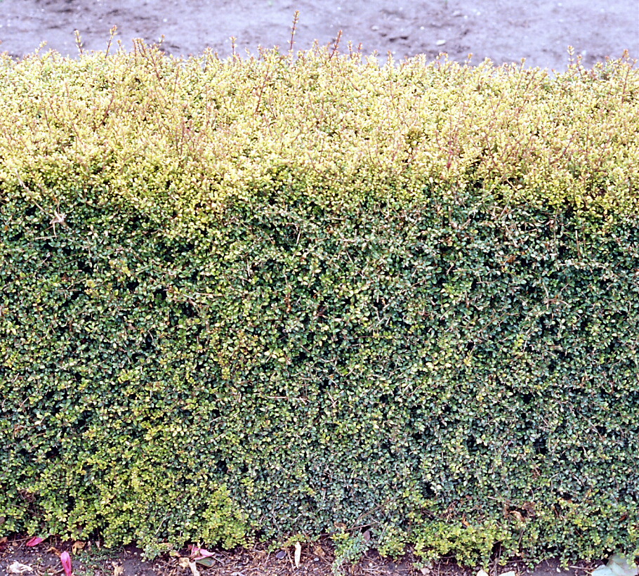 Lonicera nitida Aurea 2