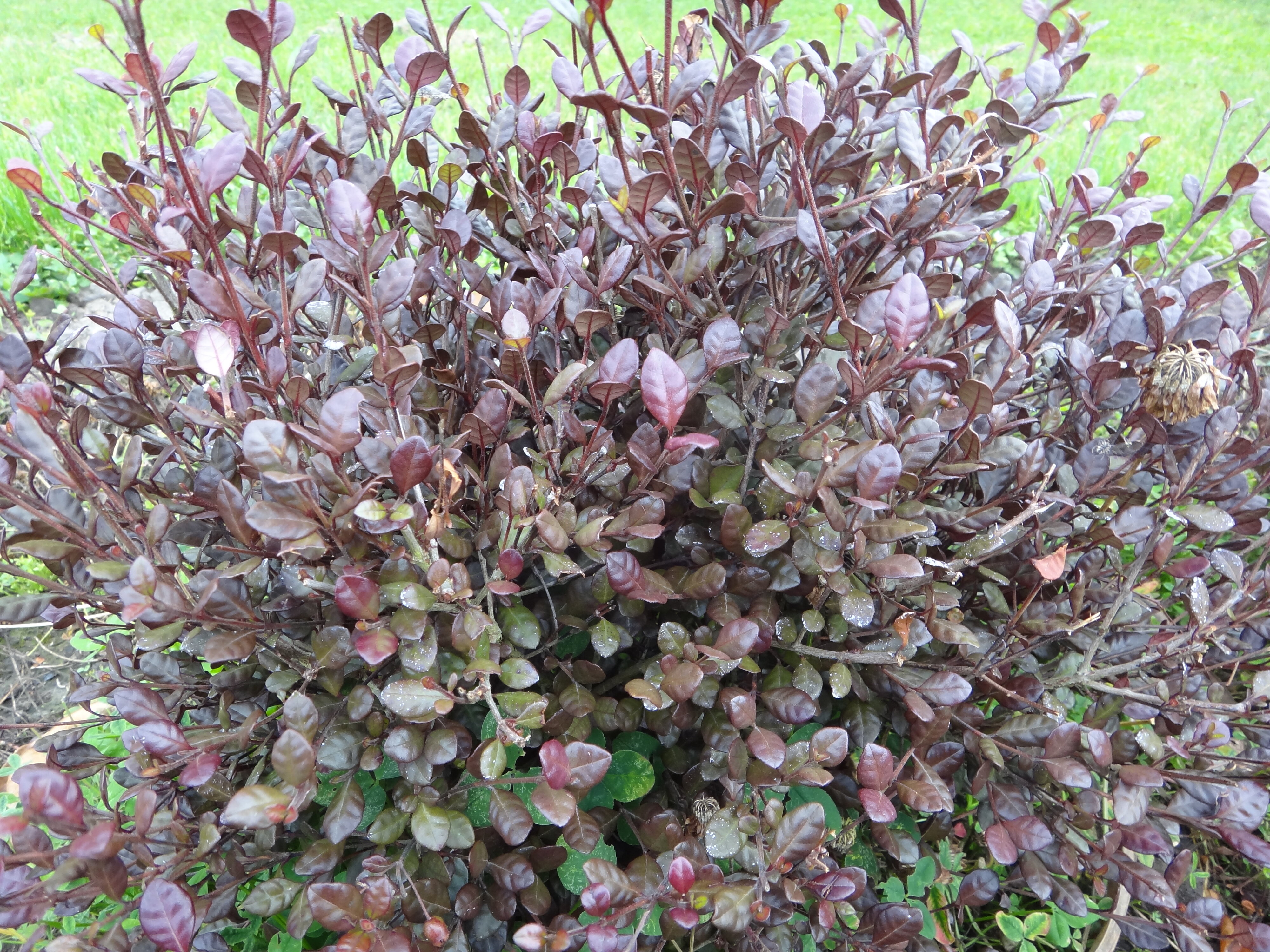 Lophomyrtus x ralphii Red Wings 1