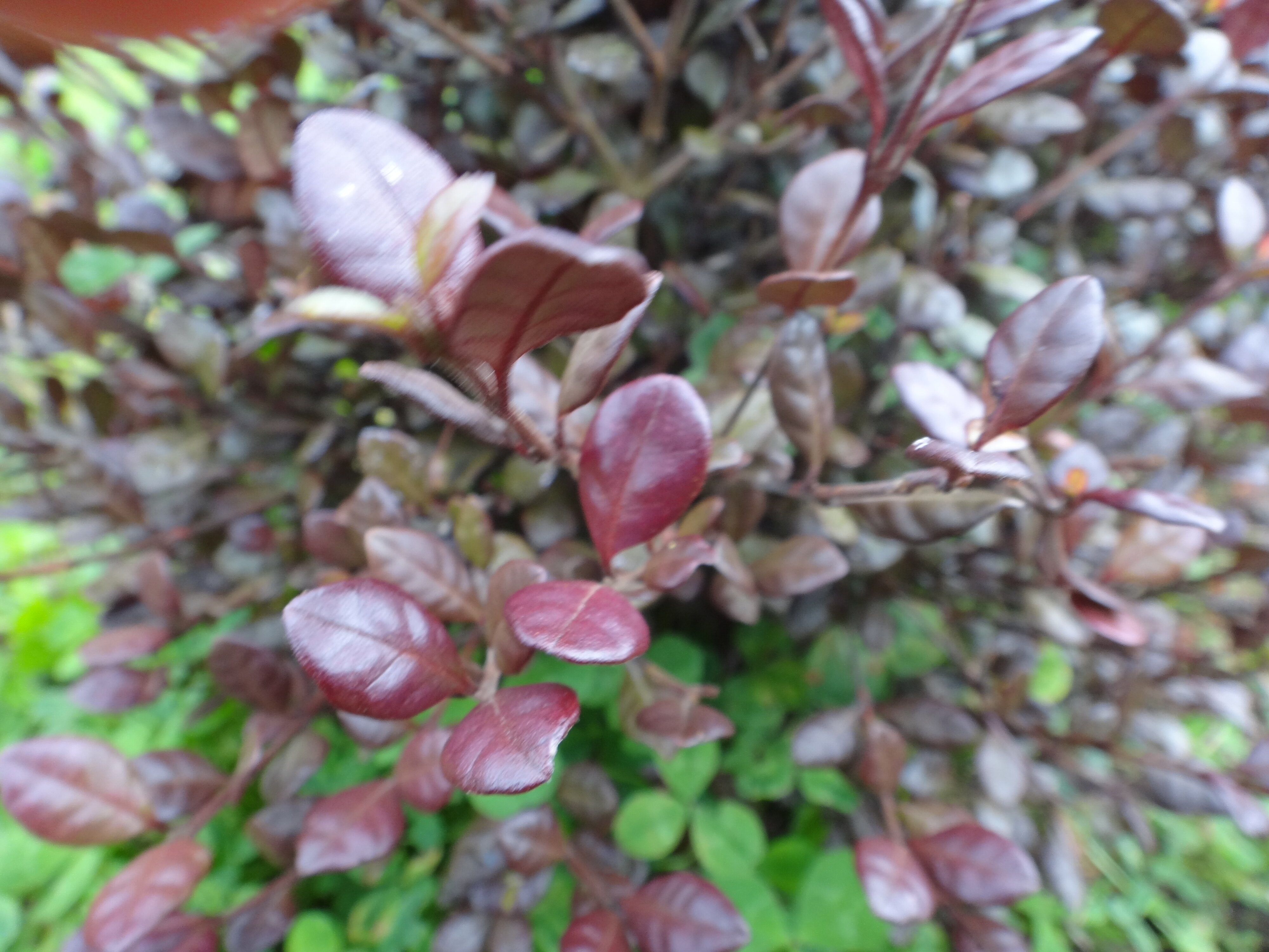 Lophomyrtus x ralphii Red Wings 2