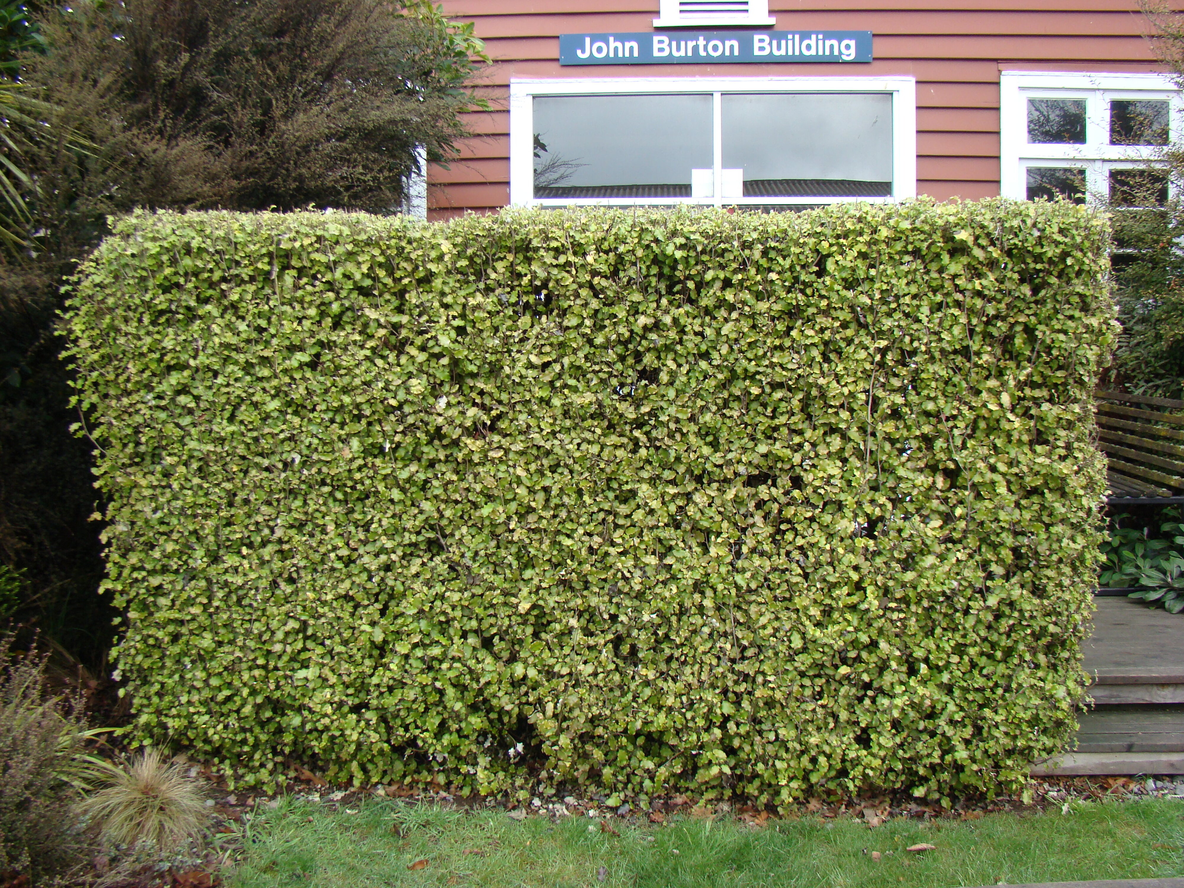 Olearia paniculata 1