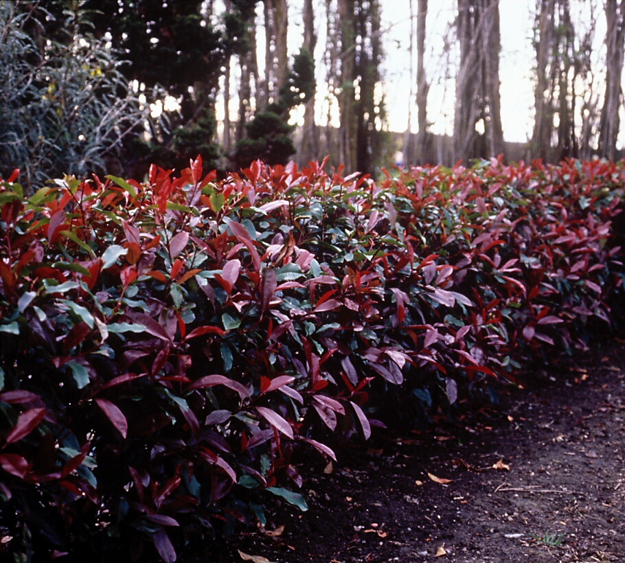 Photinia xfraseri Red Robin 1