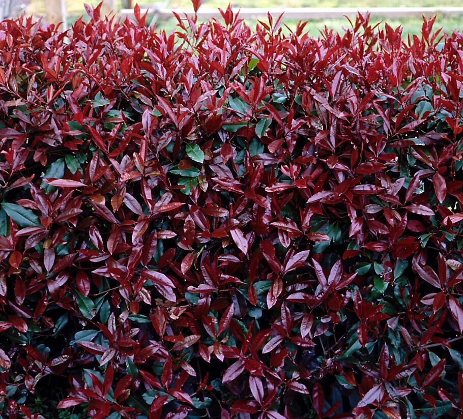 Photinia xfraseri Red Robin 2