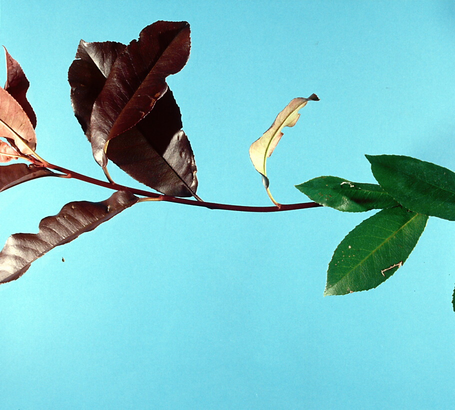 Photinia xfraseri Red Robin 3