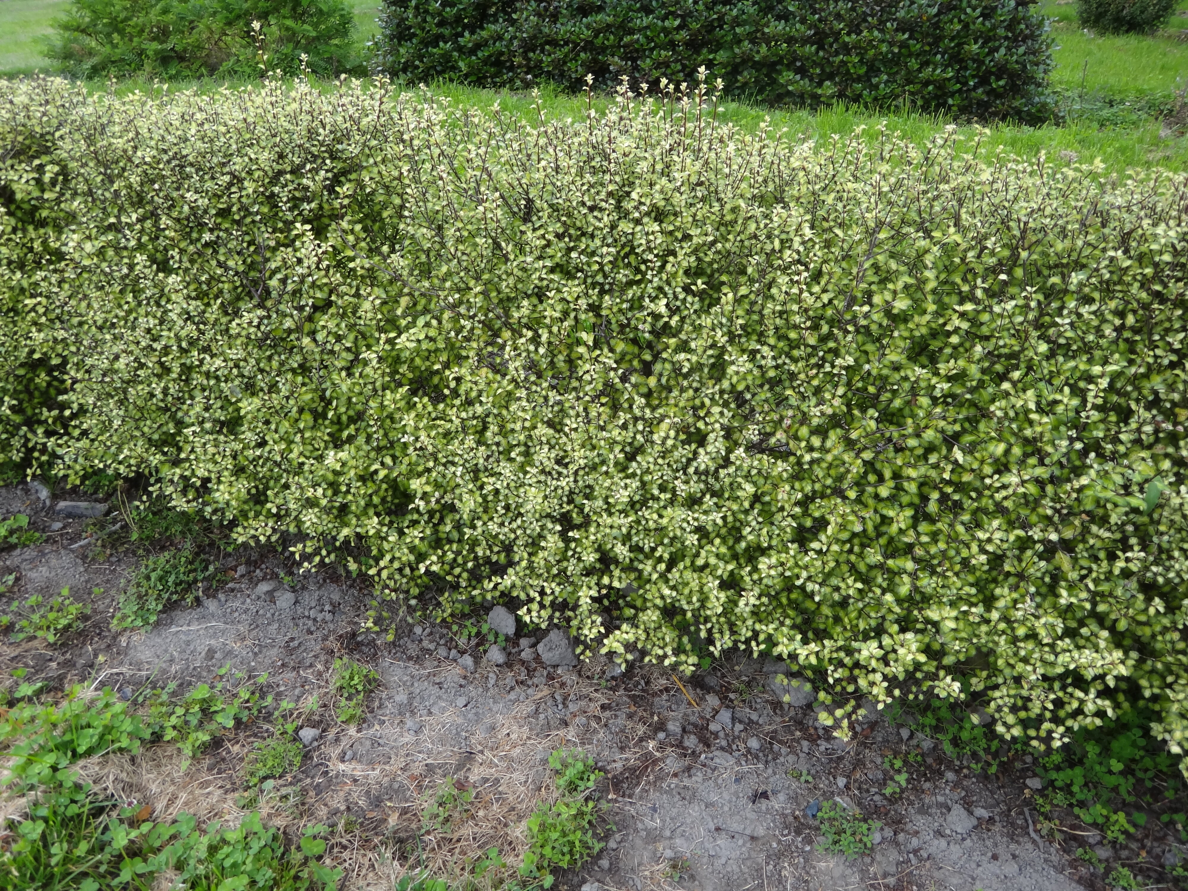 Pittosporum tenuifolium Tandarra Gold 1