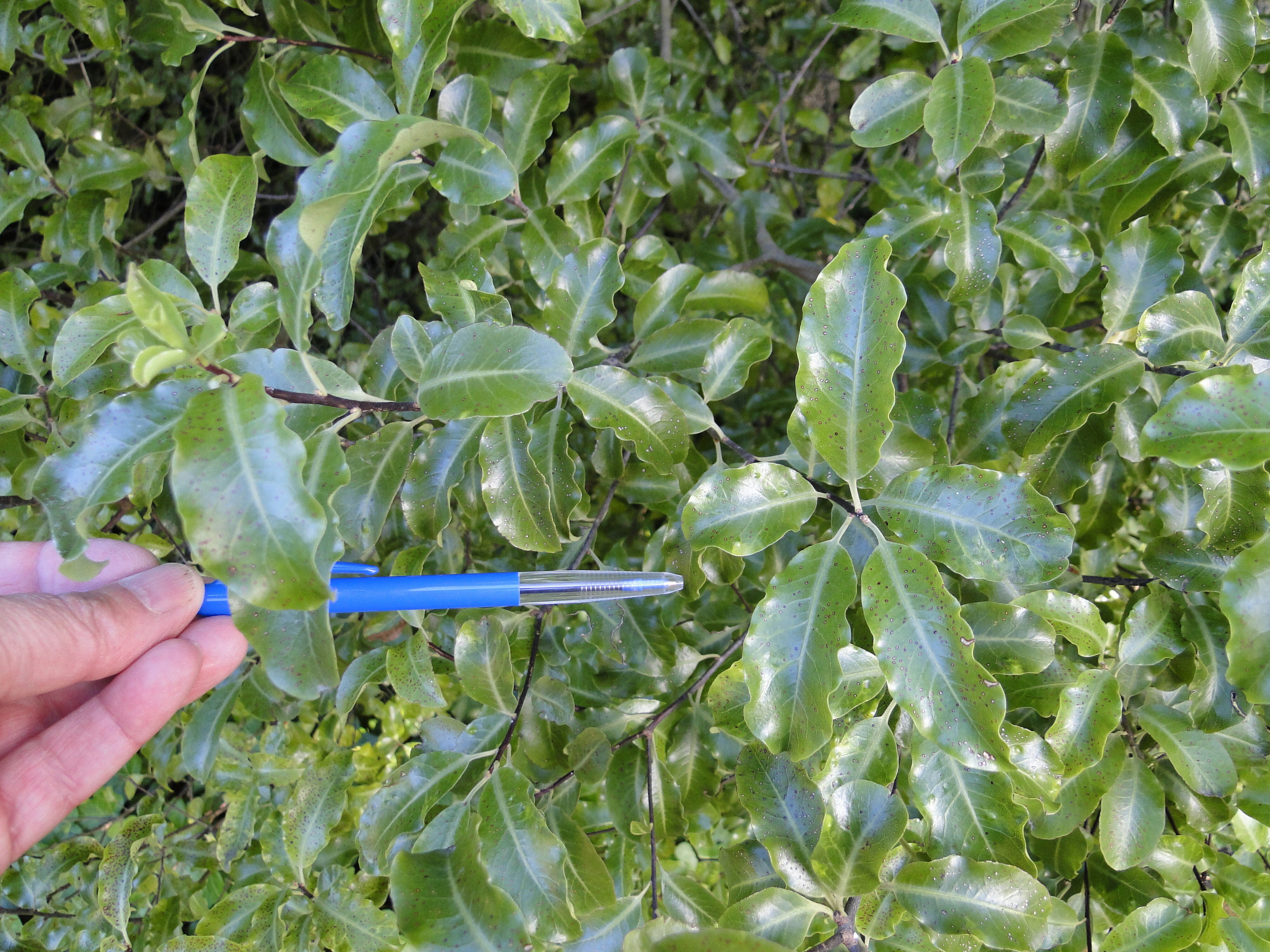 Pittosporum tenuifolium