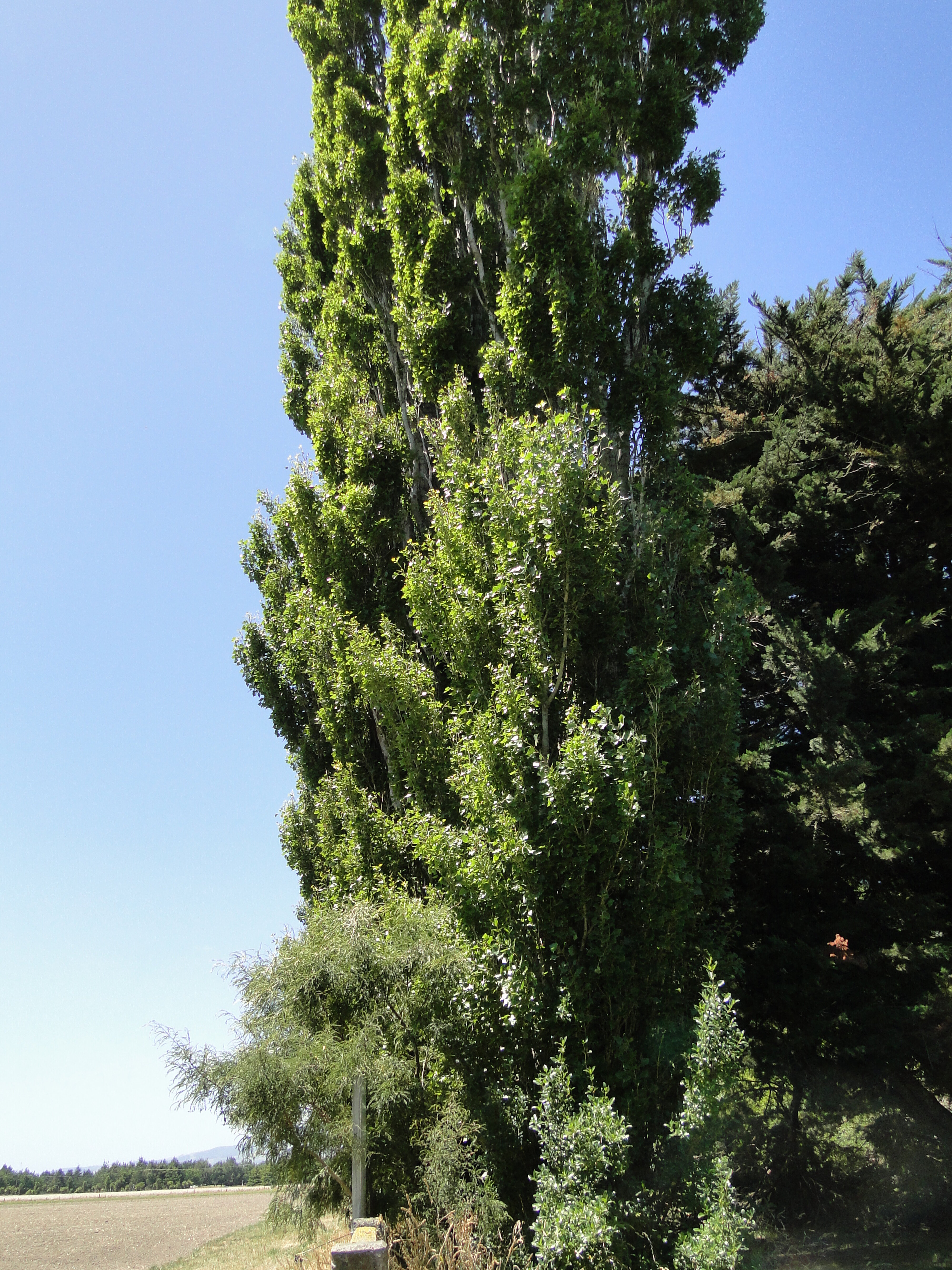 Populus nigra Italica 1