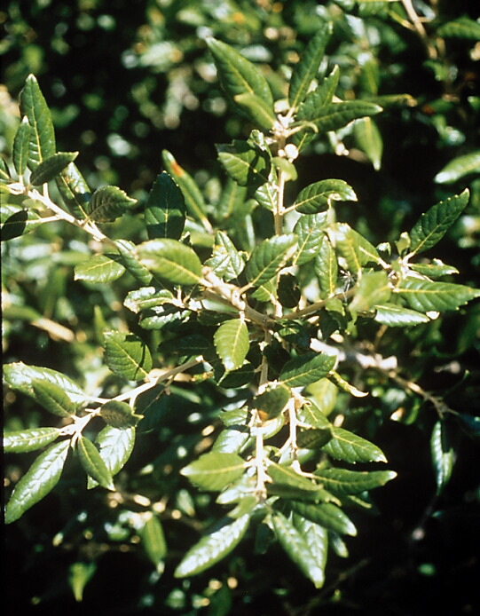 Quercus ilex 1