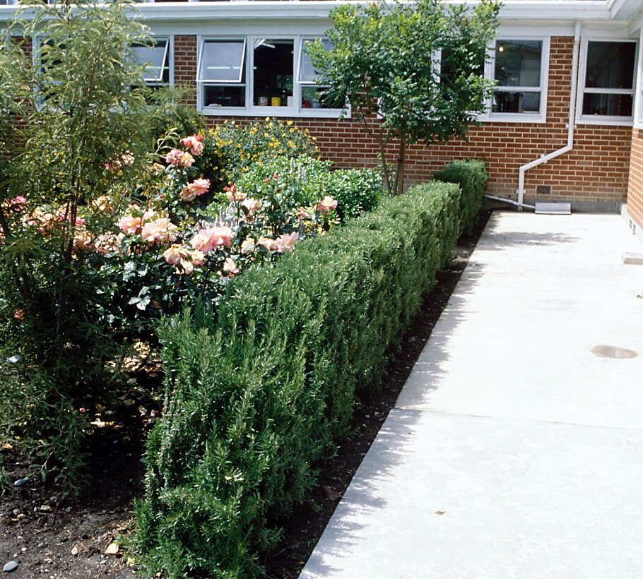 Rosmarinus officinalis Tiscans Blue