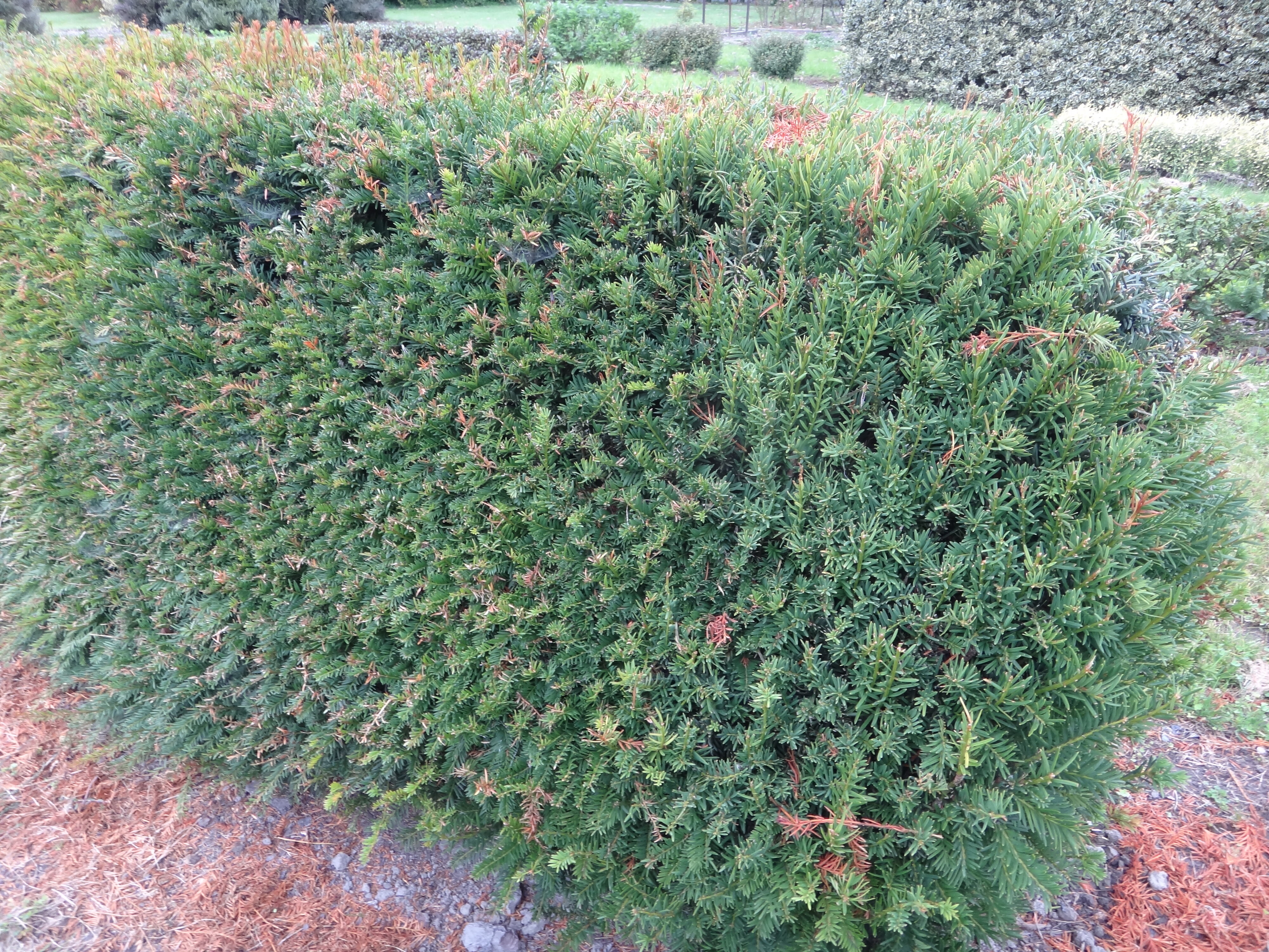 Taxus baccata 1