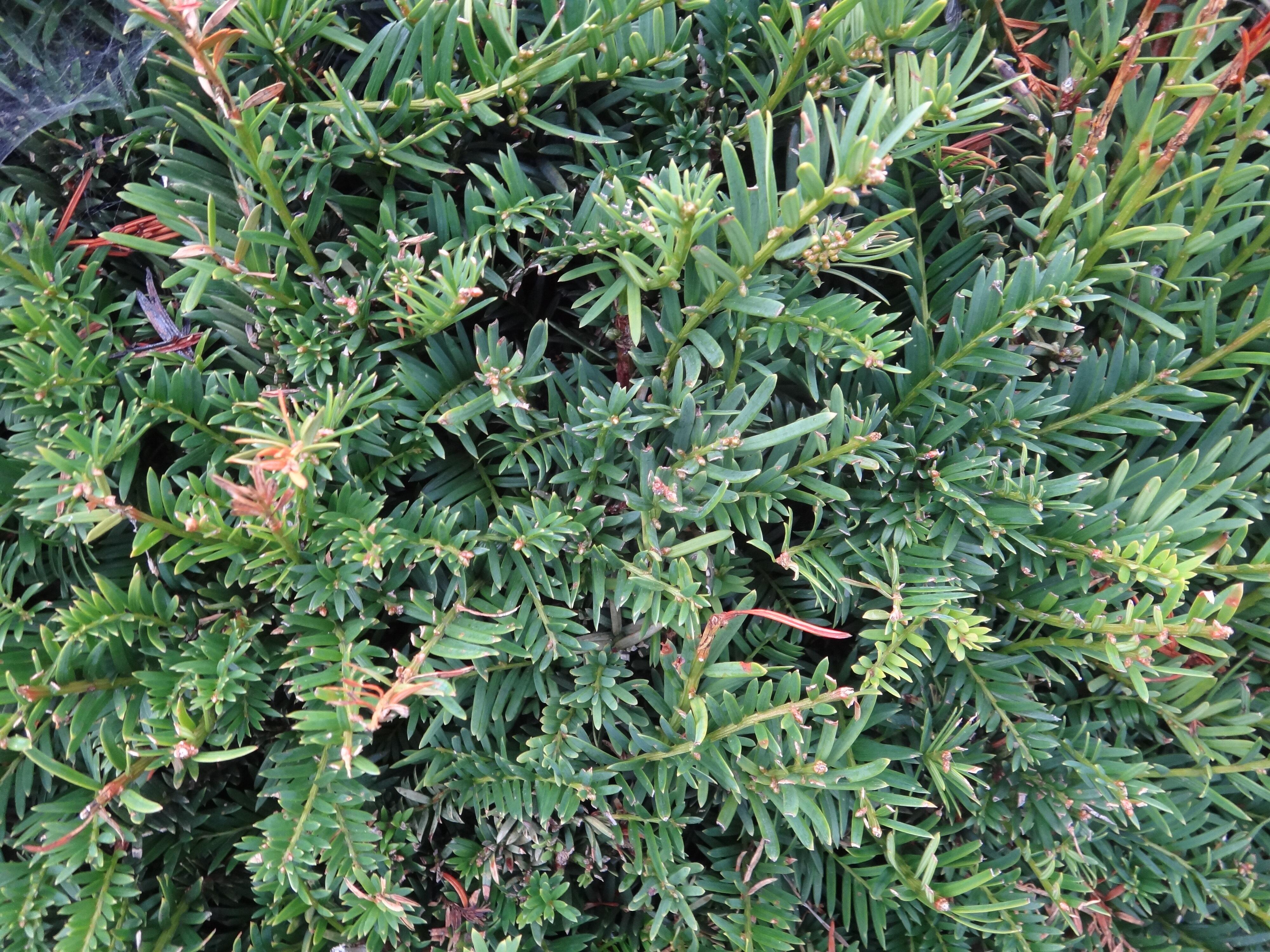 Taxus baccata 2