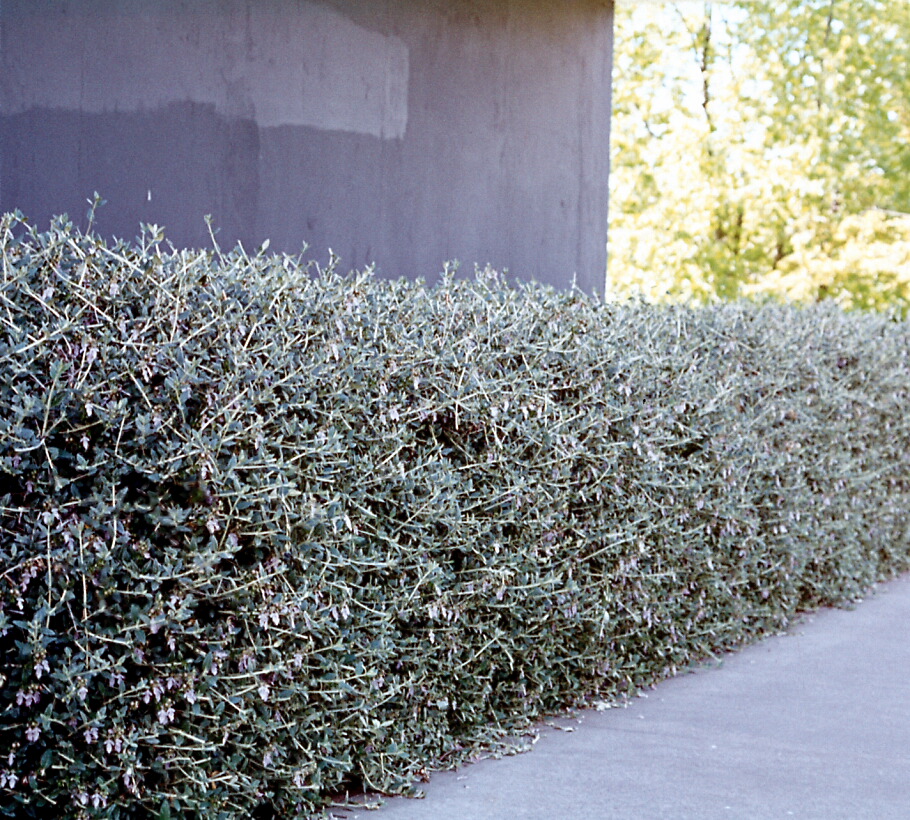 Teucrium fruticans 1
