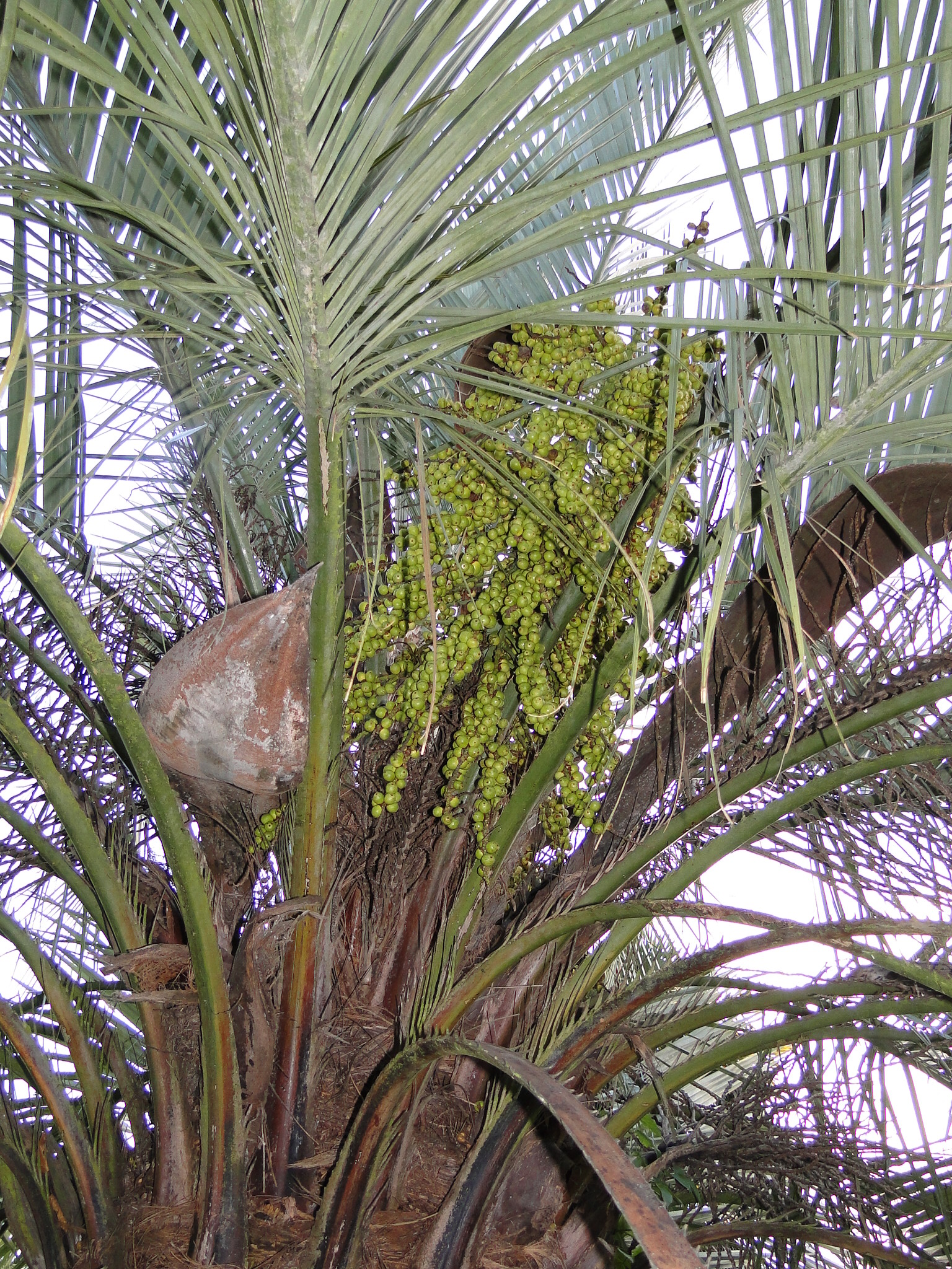 Butia capitata Jelly palm at Christchurch Botanic Gardens 1