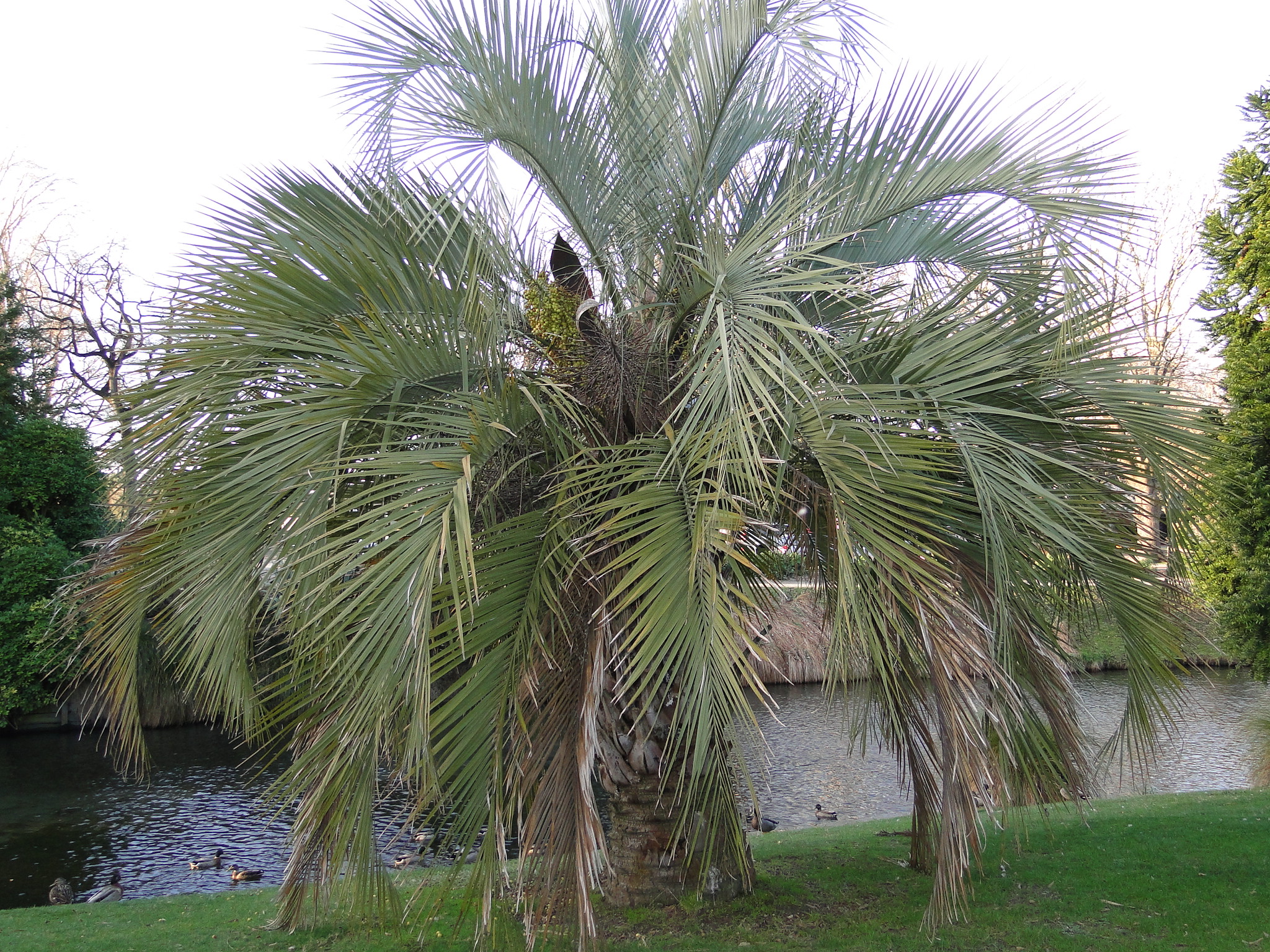 Butia capitata Jelly palm at Christchurch Botanic Gardens 2