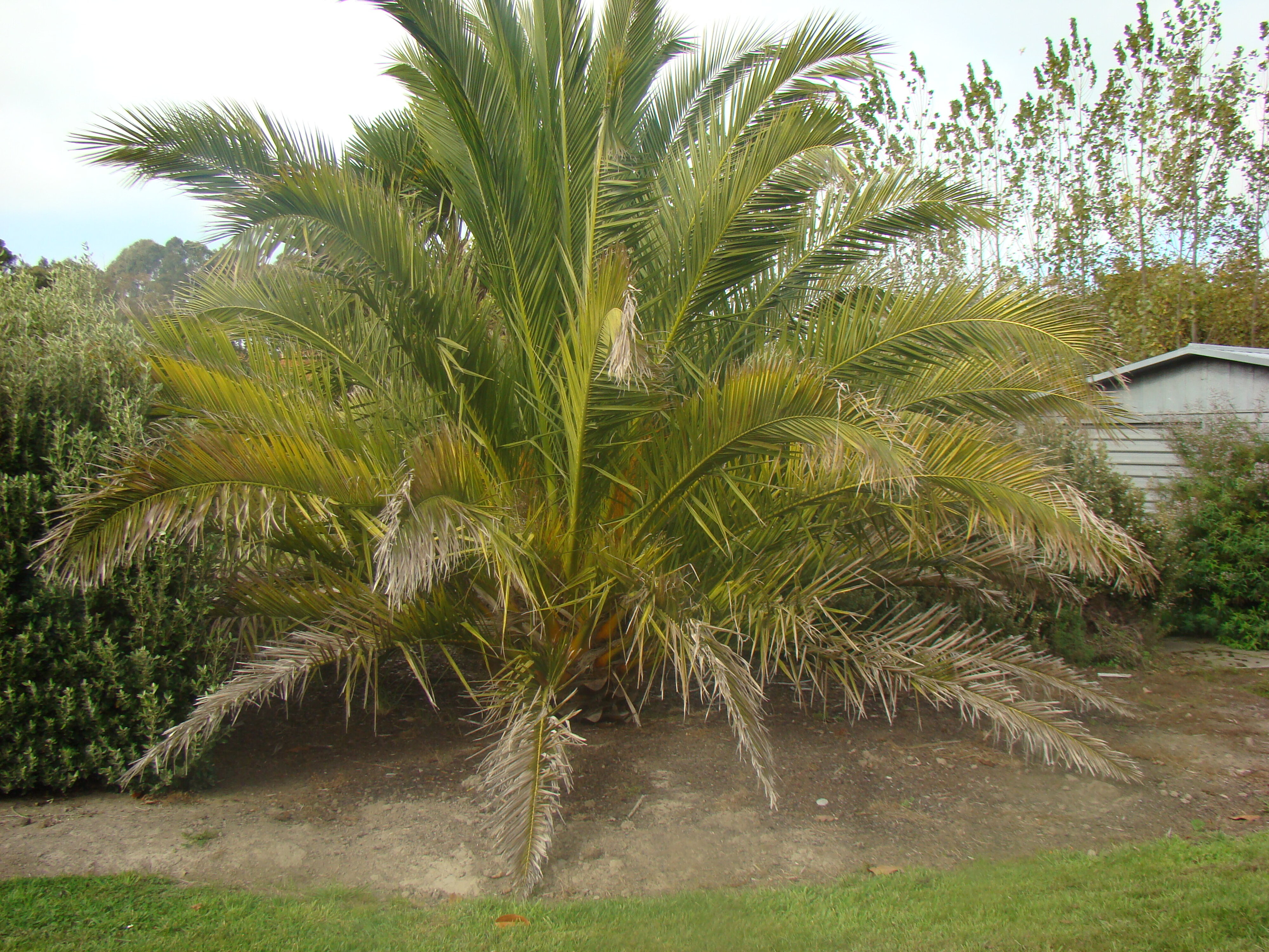 Phoenix canariensis 1