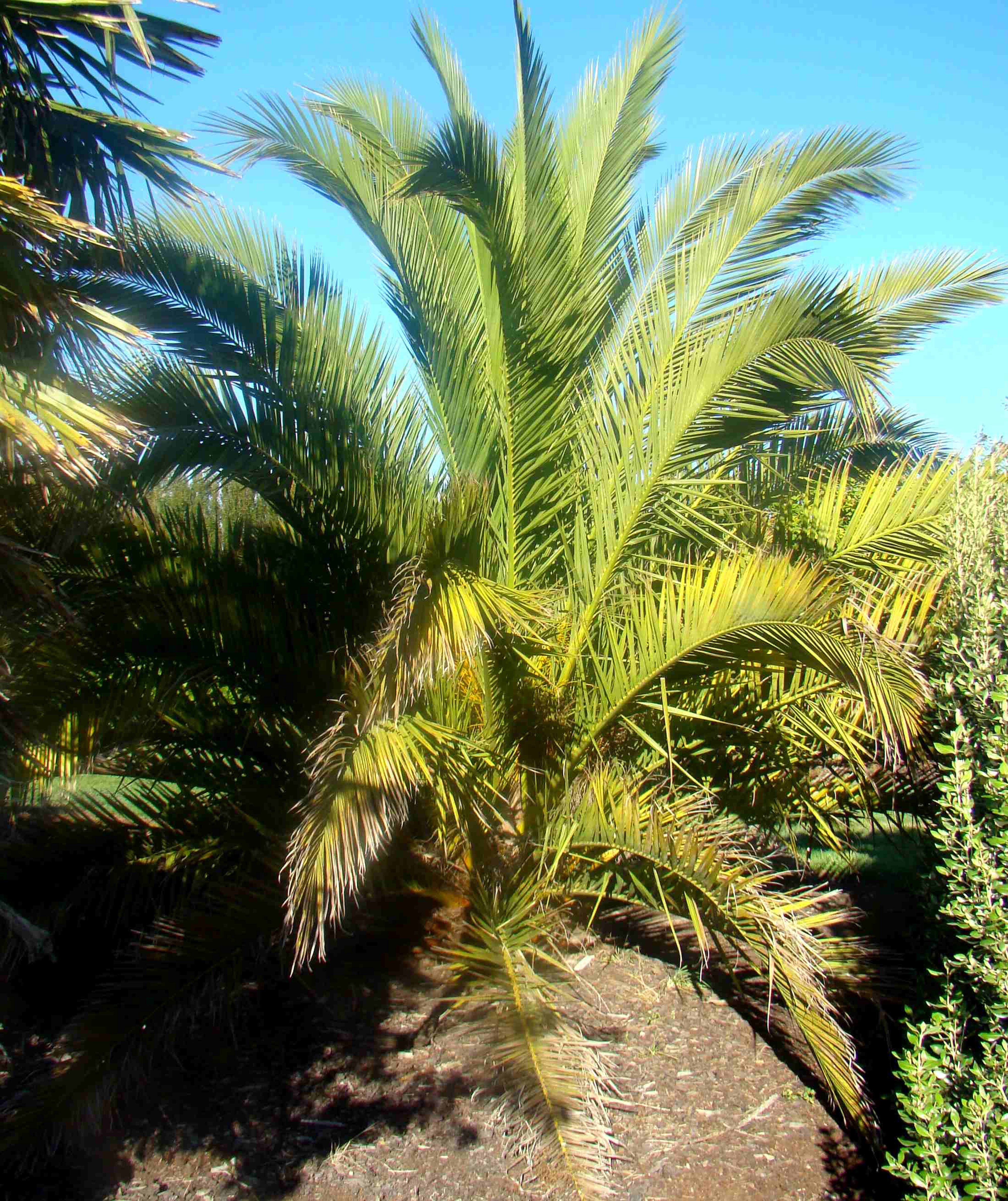 Phoenix canariensis 2