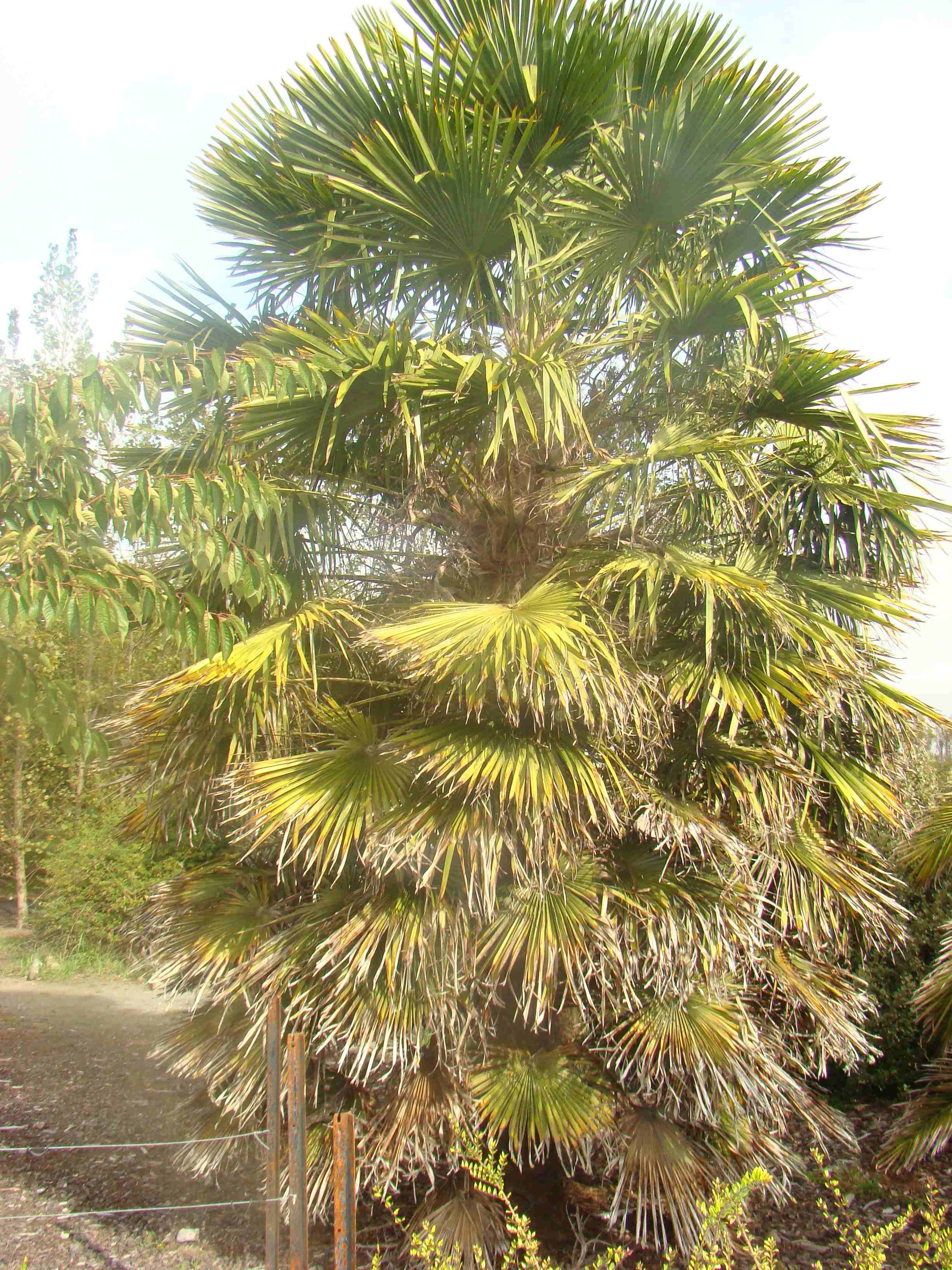 Trachycarpus fortunei 2