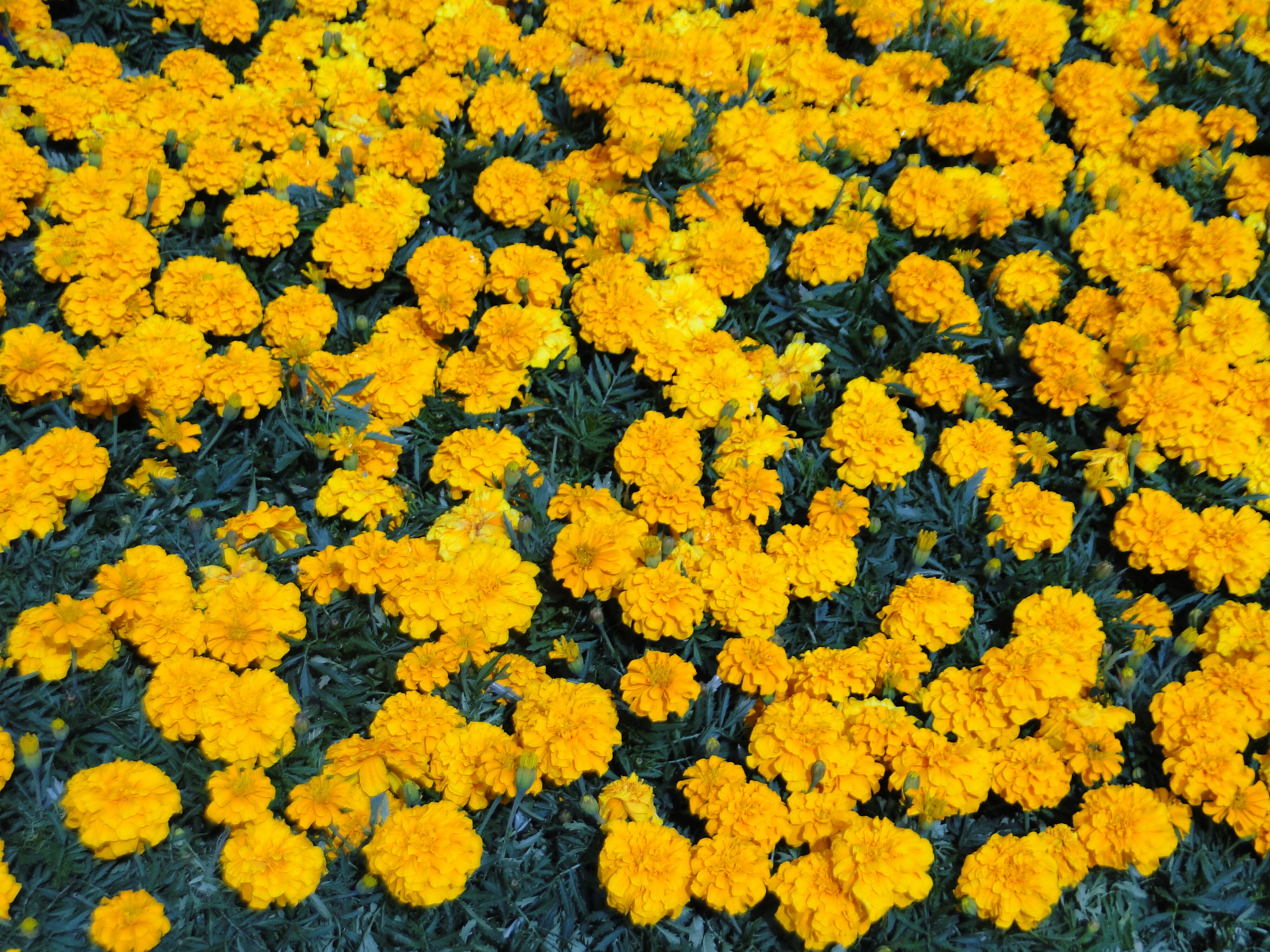 2012 Ellerslie Flower Show North Hagley Park 05