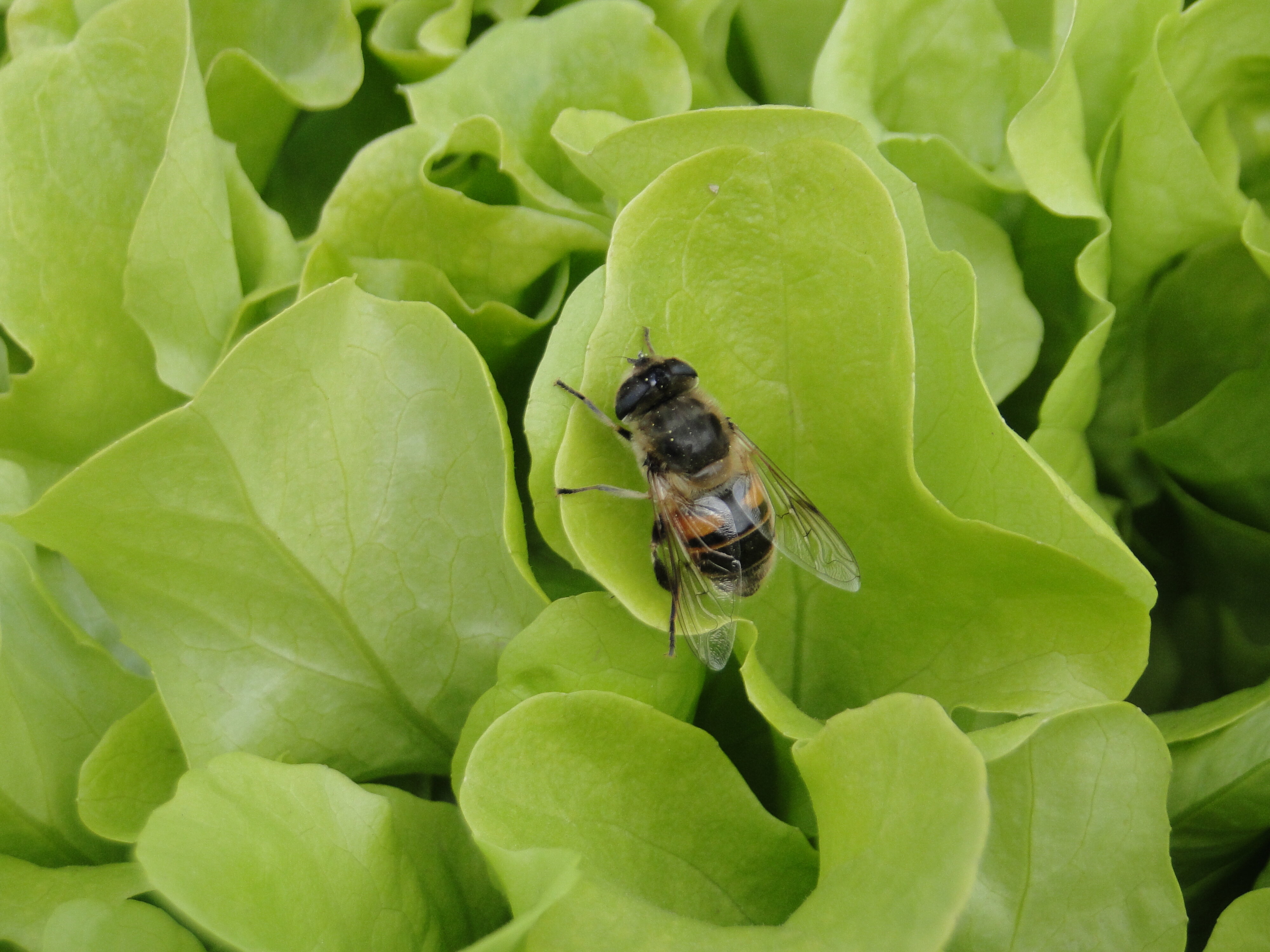 2012 Ellerslie Flower Show North Hagley Park 29