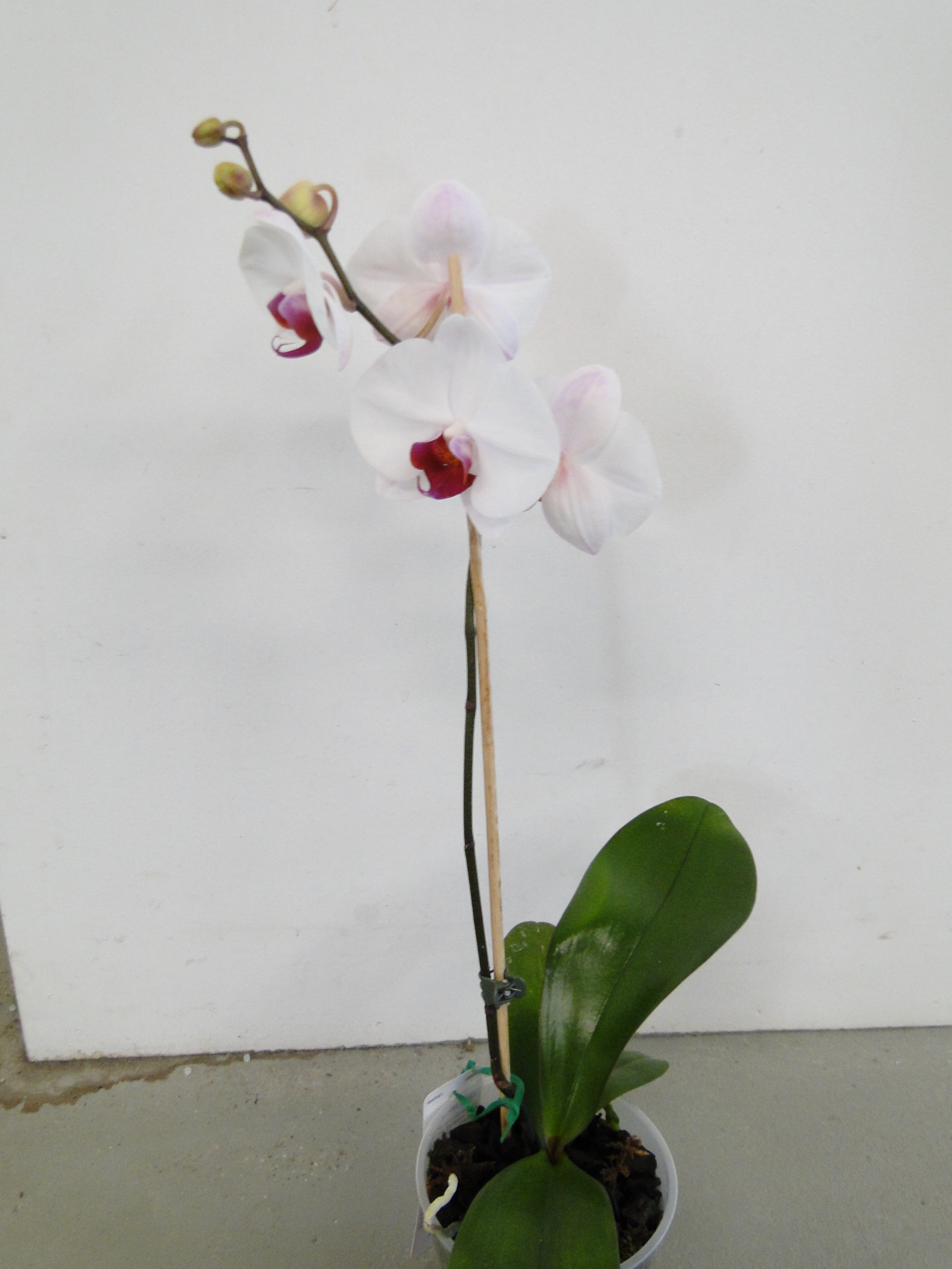 2012 Ellerslie Flower Show North Hagley Park 12 Phalaenosis