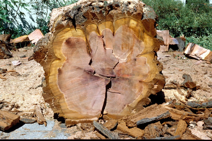 Annual rings Sequoiadendron