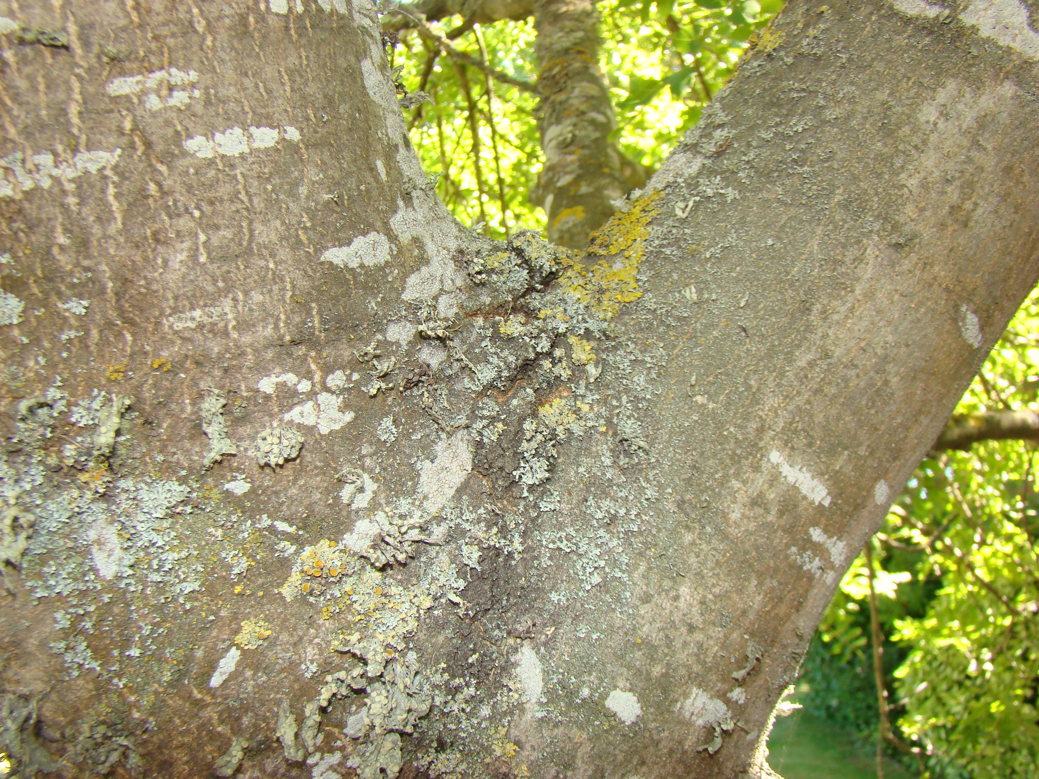Bark ridge Fraxinus