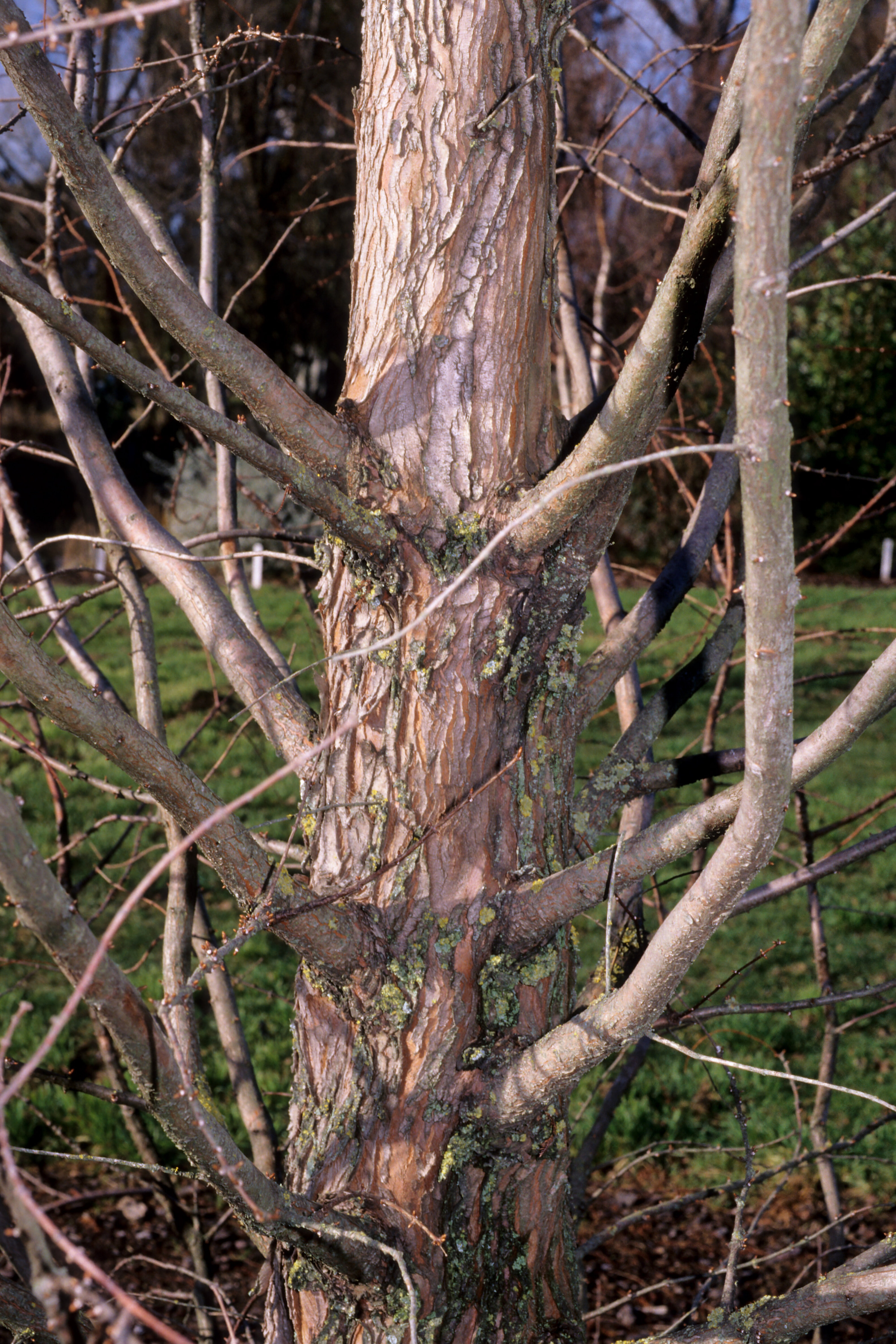 Branches need thinning