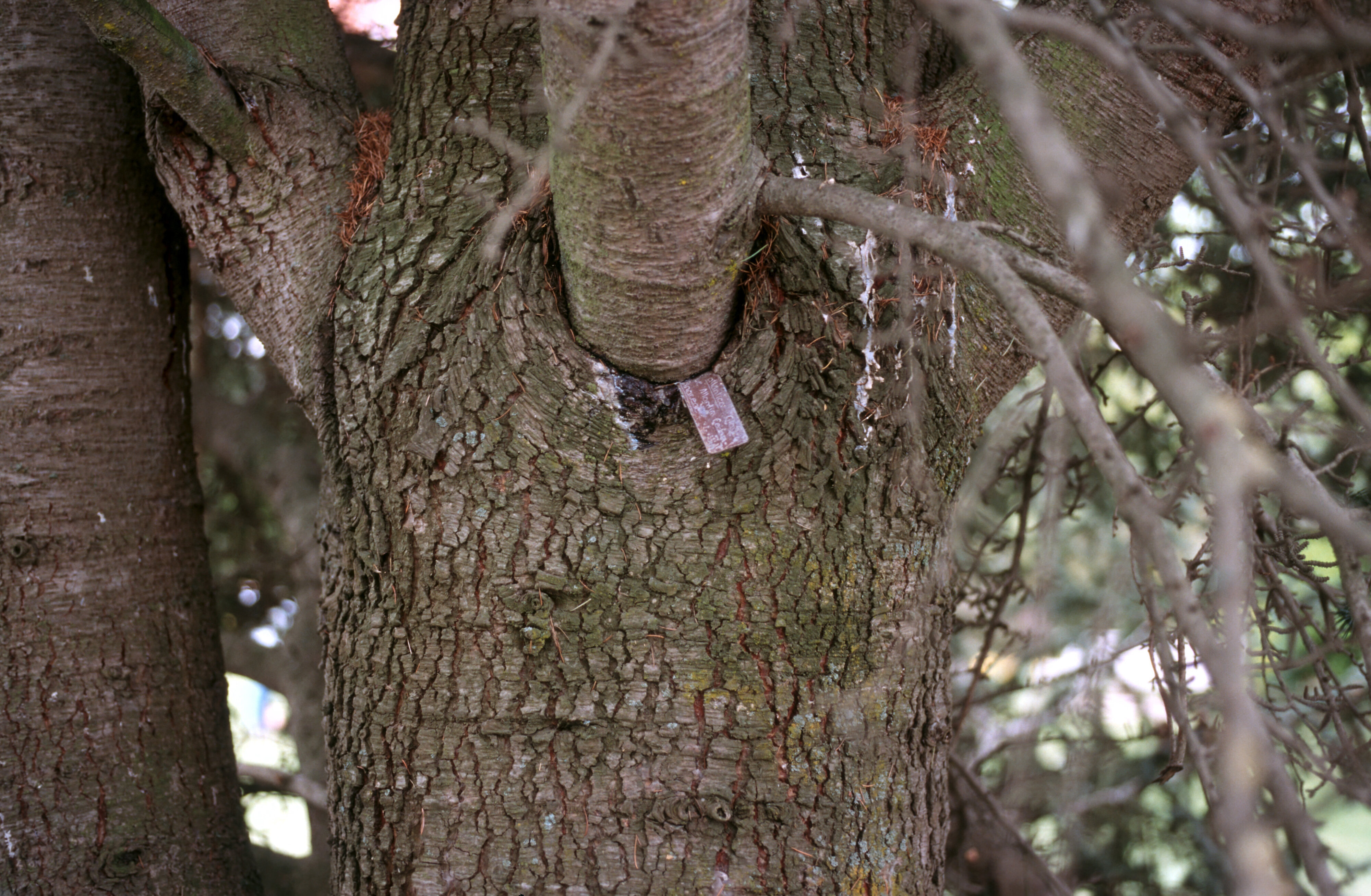 Cedar with girdled branch Lincoln University grounds