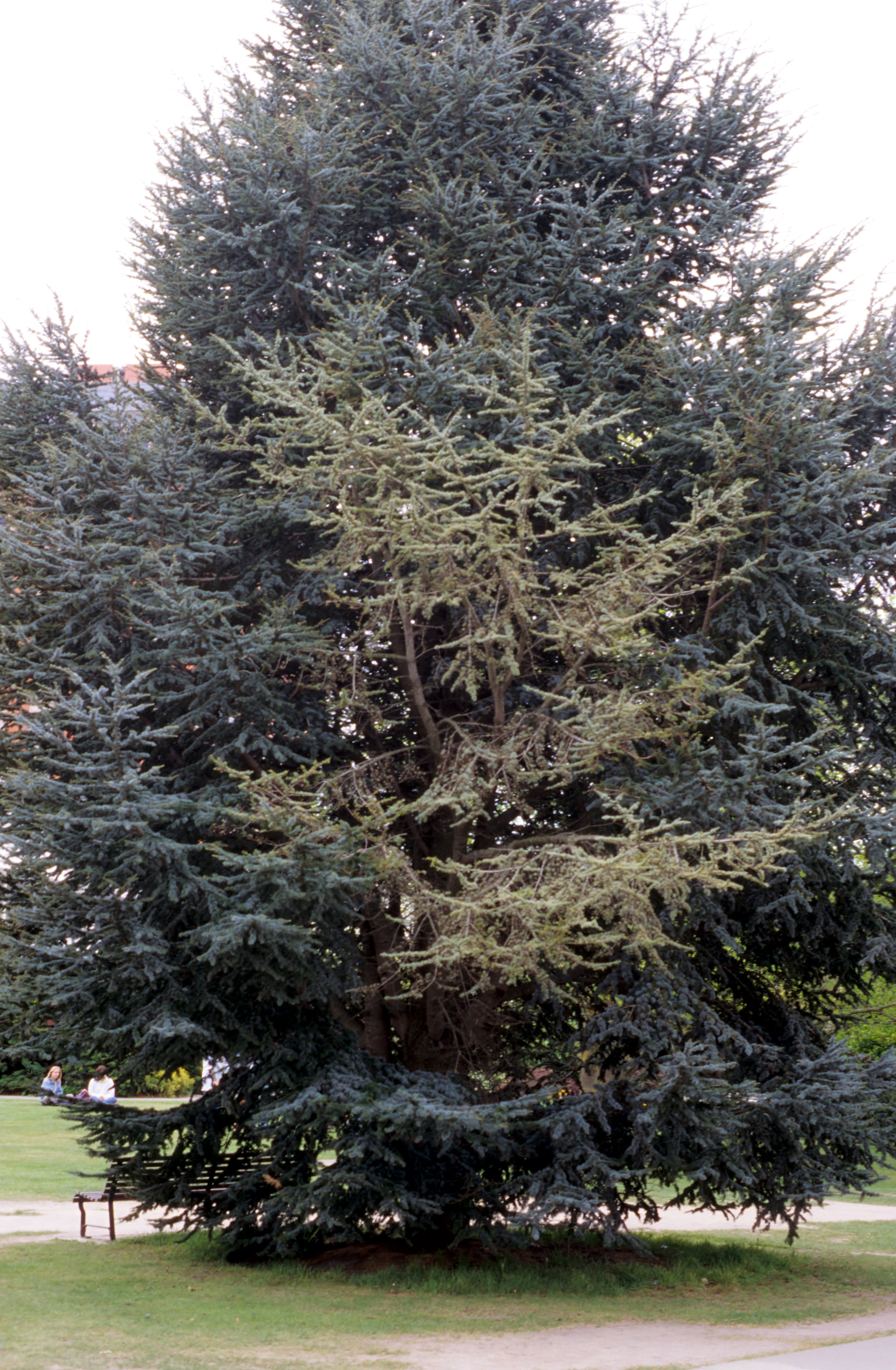 Cedar with girdled branch Lincoln University