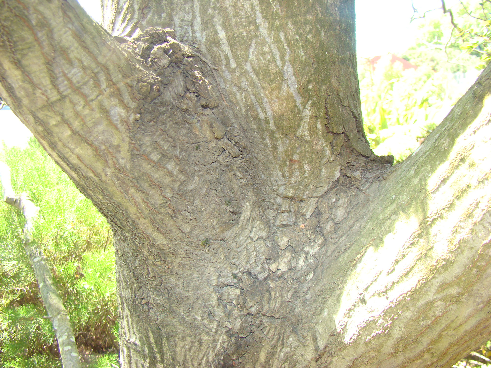 Compacted bark ridge beech