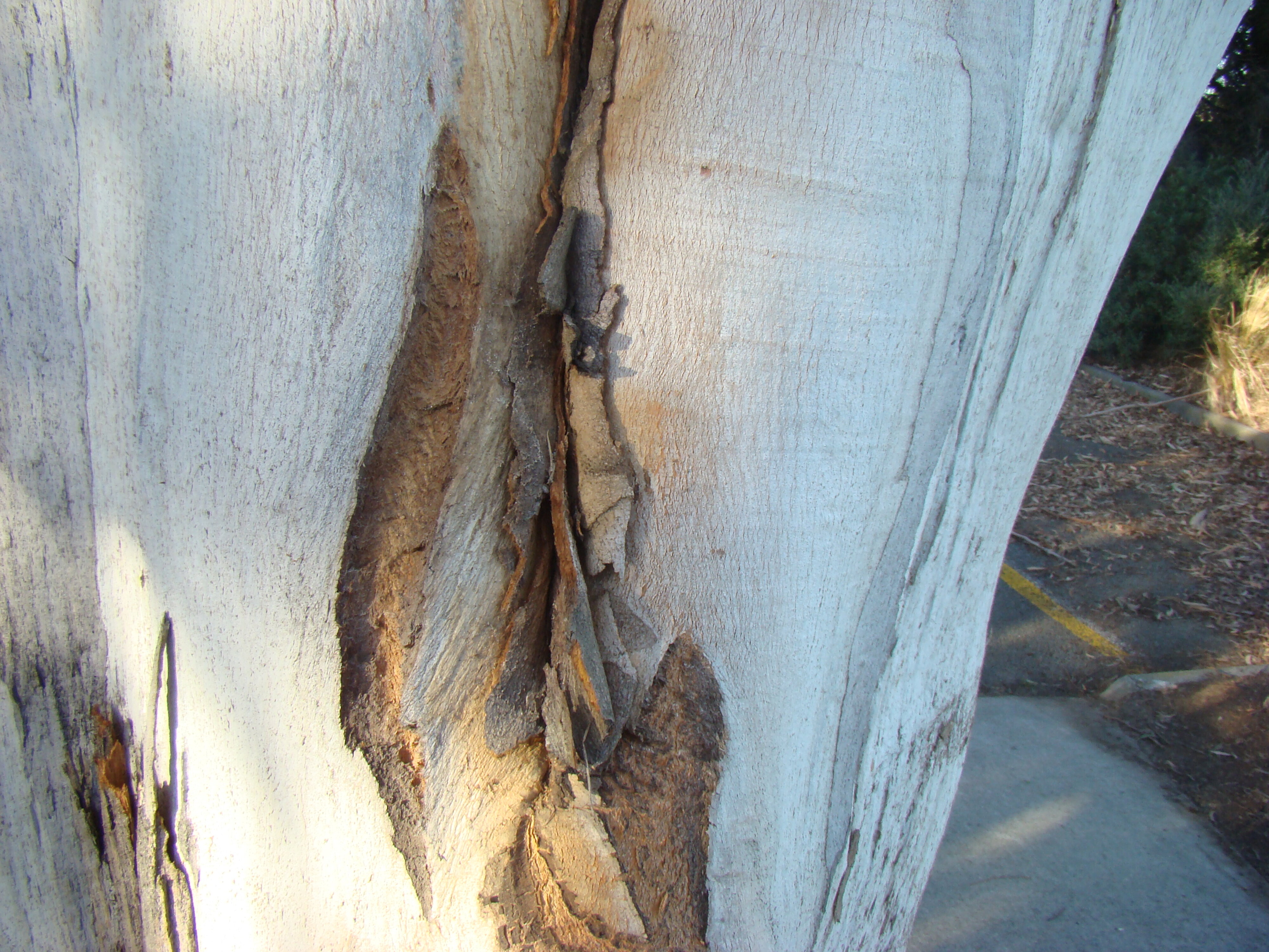 Eucalyptus with included bark 1