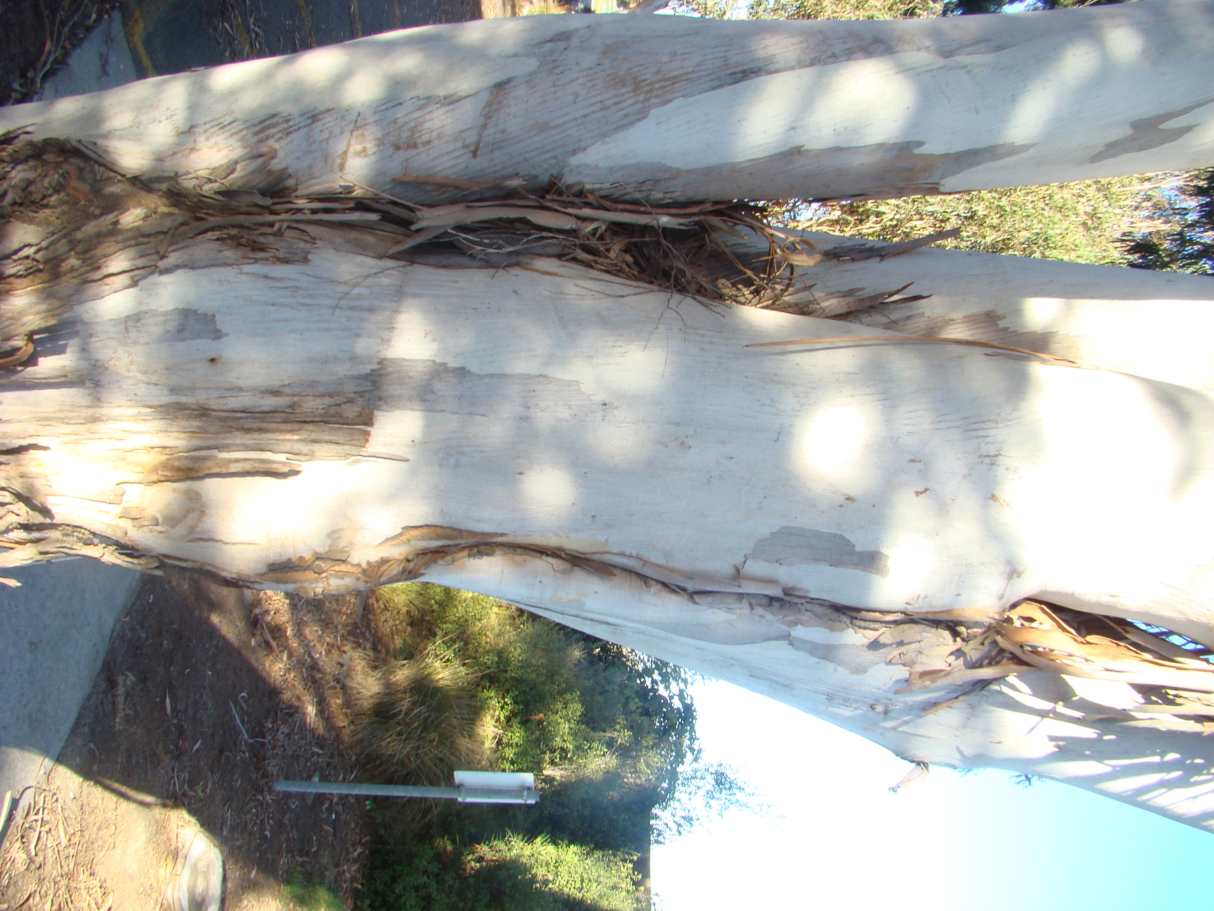 Eucalyptus with included bark 2