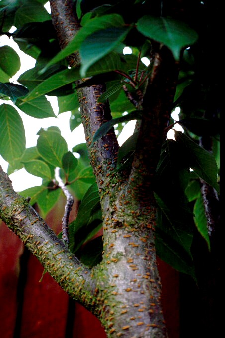 Lenticels Japanese Cherry 1